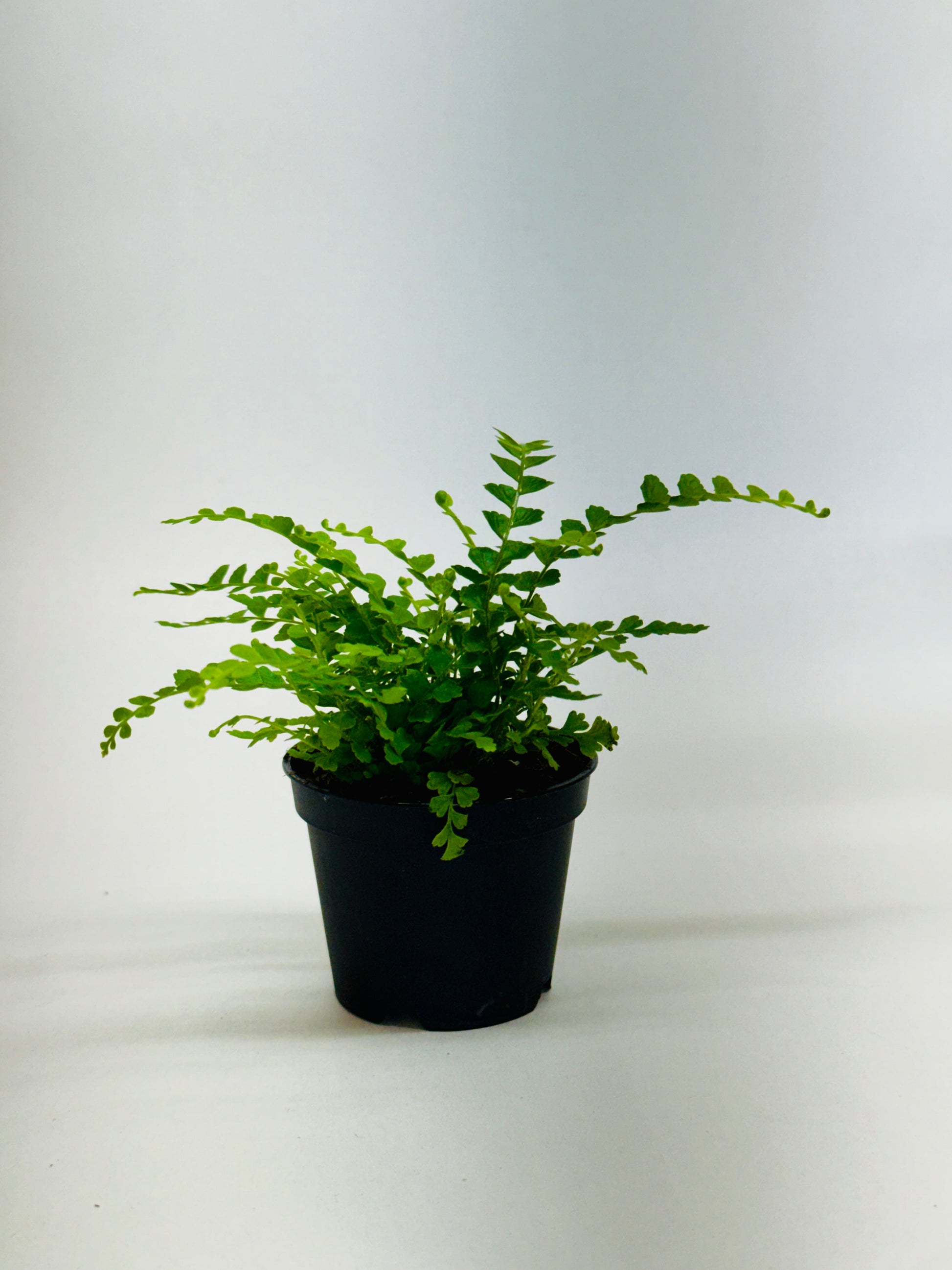 Fern 'Lemon Button' potted plant