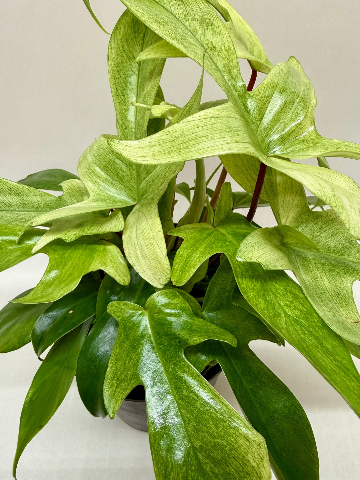 Philodendron 'Florida Ghost' potted plant