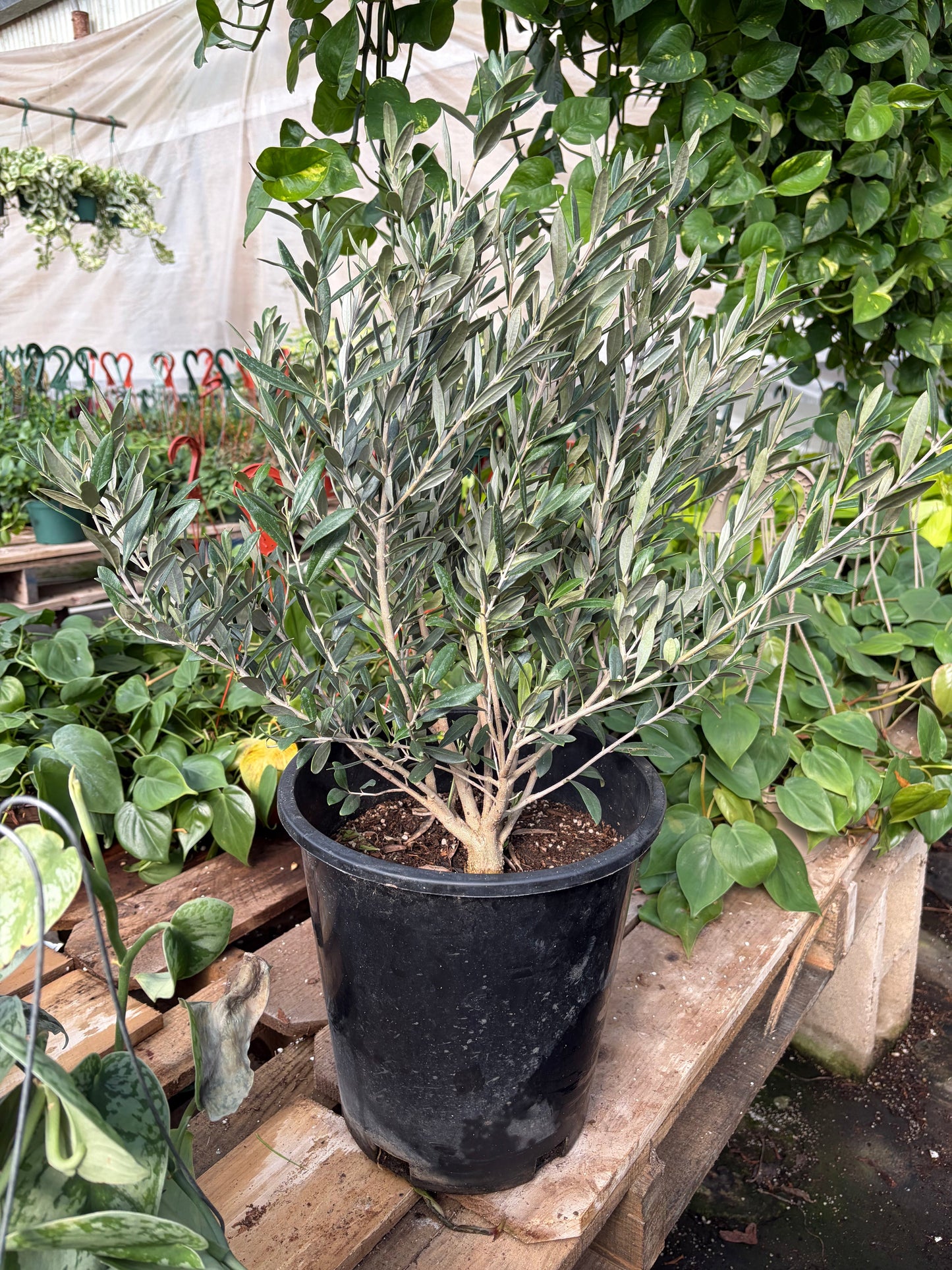 Common Olive Tree (Olea europaea) potted plant