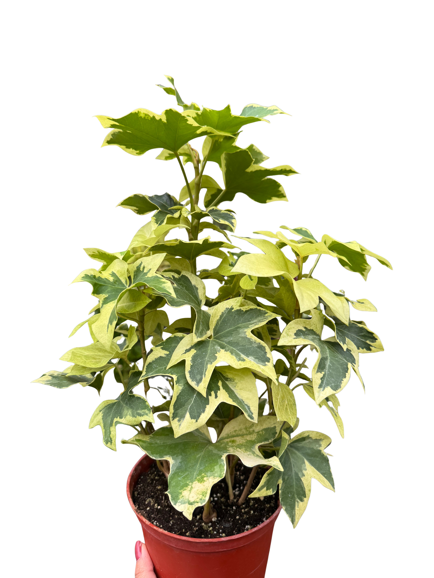 Ivy Tree Variegated potted plant