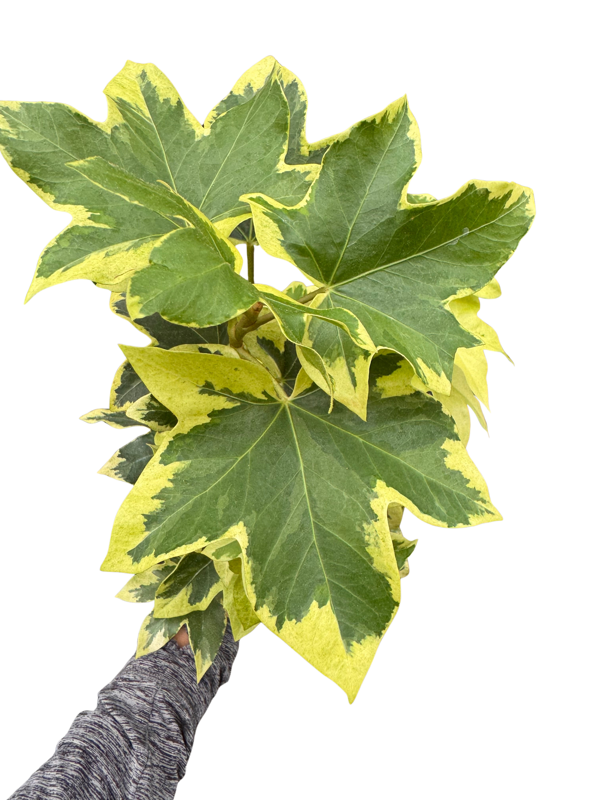 Ivy Tree Variegated potted plant