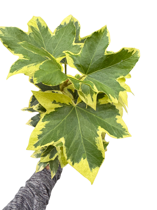 Ivy Tree Variegated potted plant