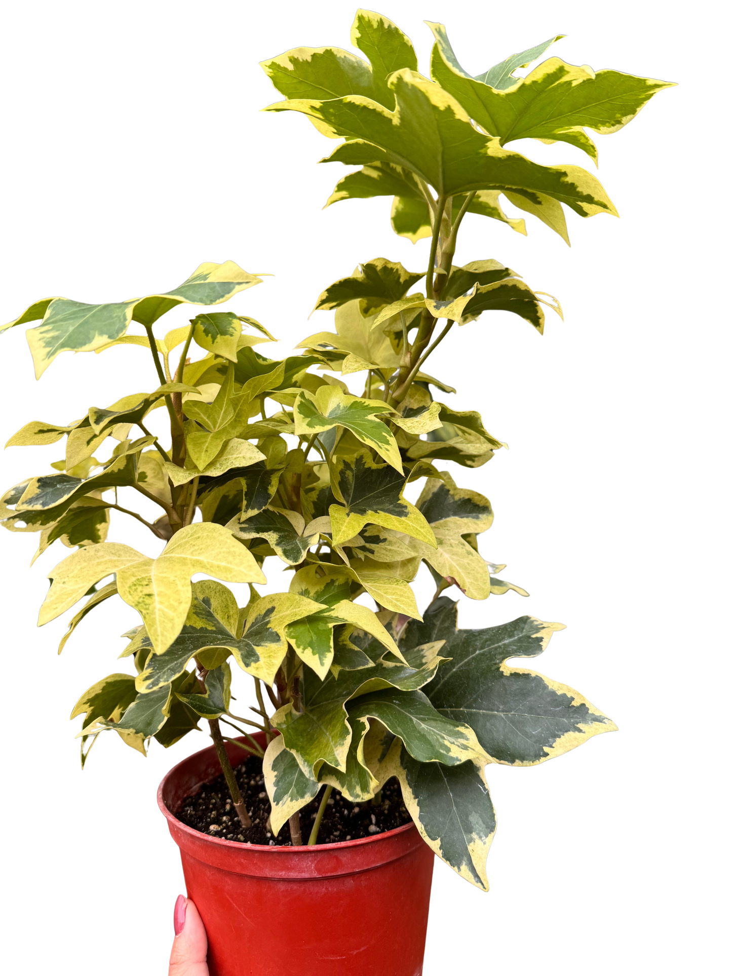 Ivy Tree Variegated potted plant