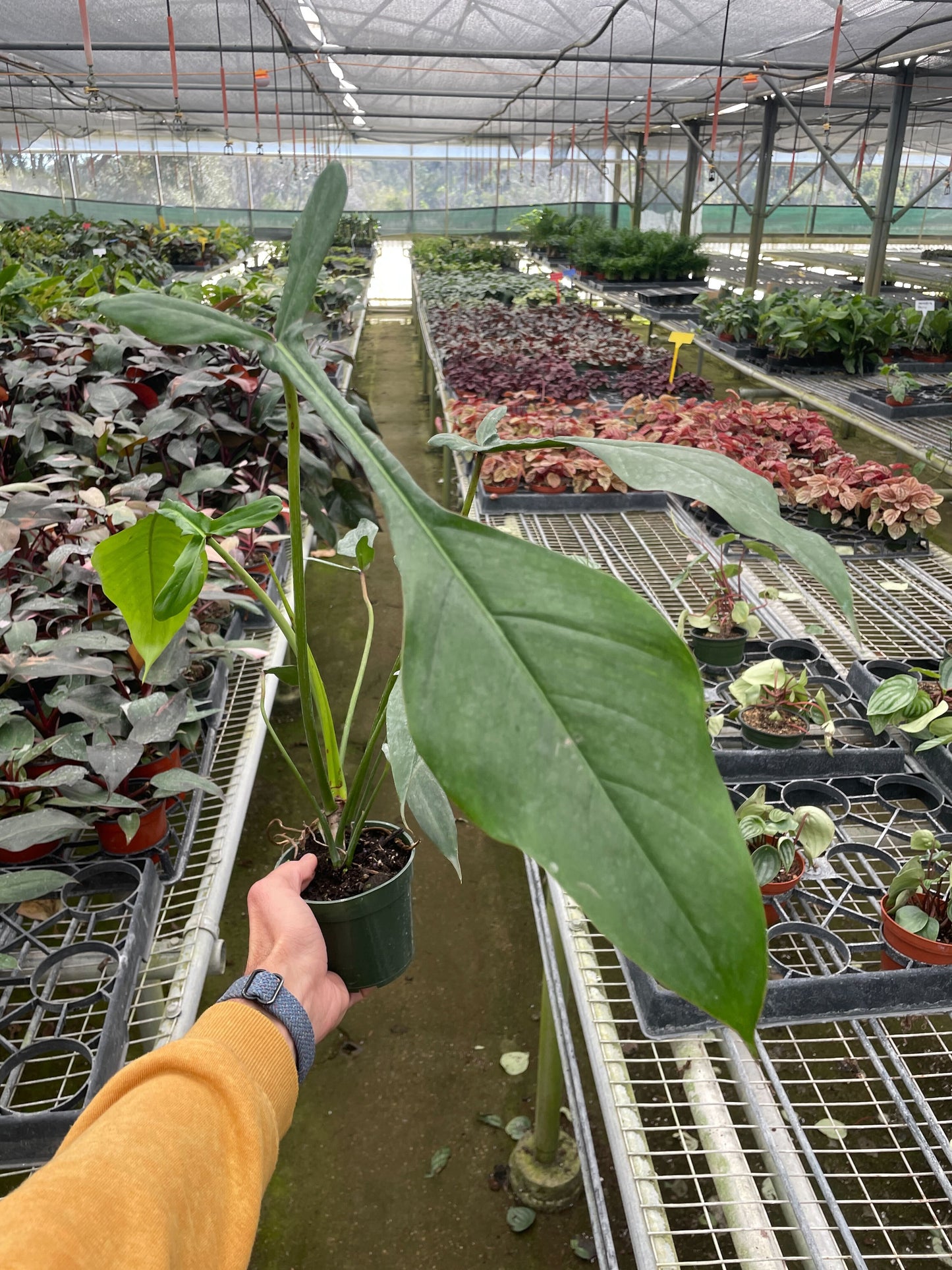 Philodendron 'Joepii' potted plant