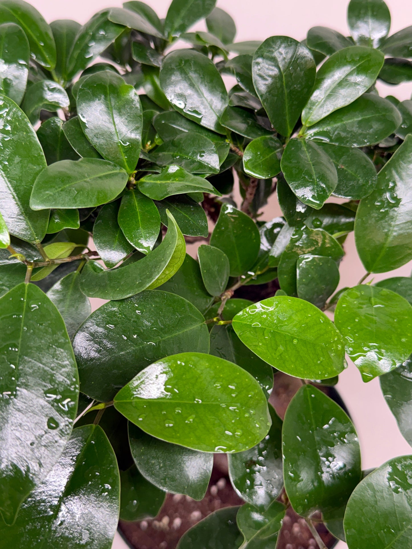 Ficus 'Ginseng' potted plant