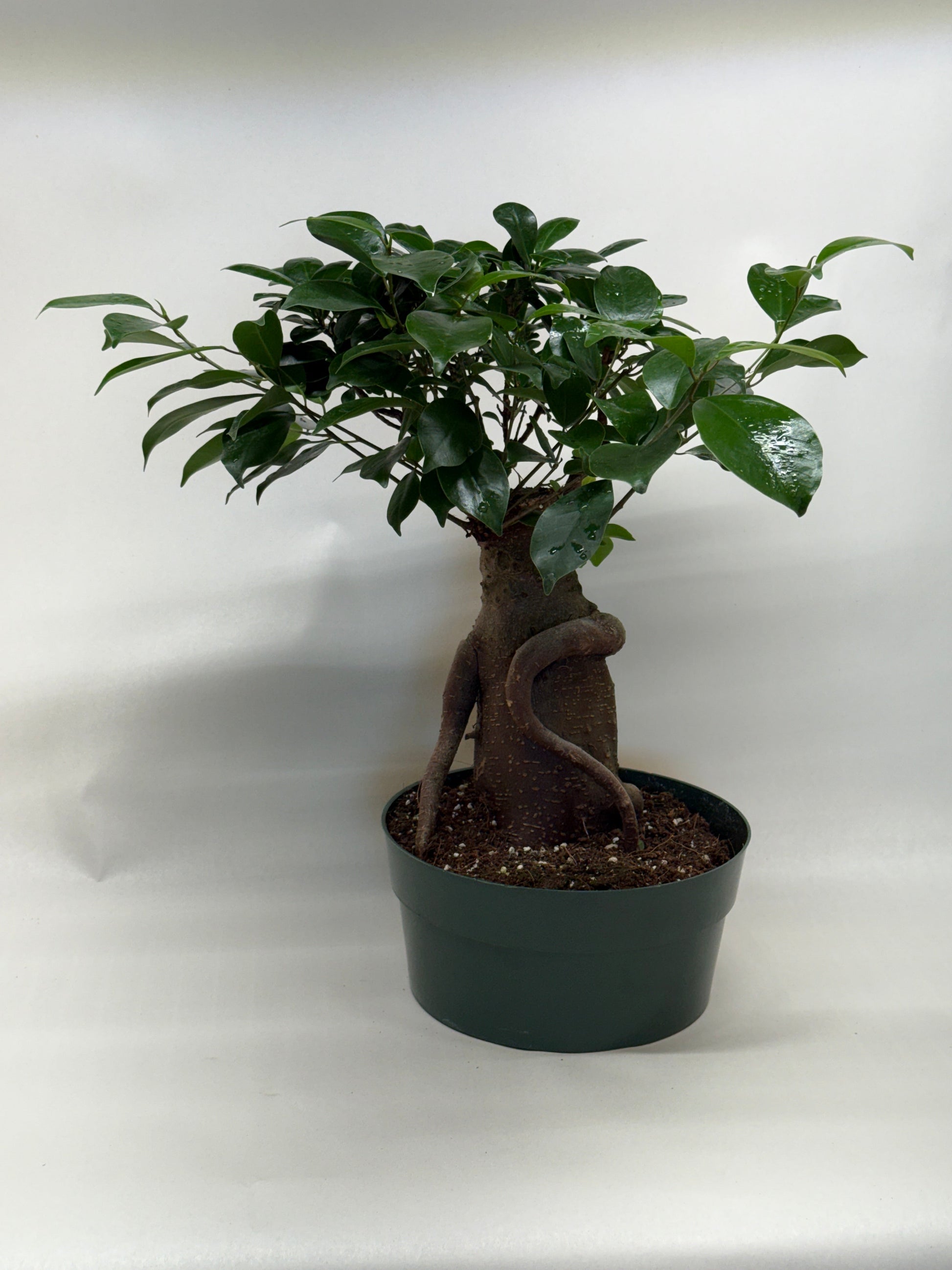 Ficus 'Ginseng' potted plant