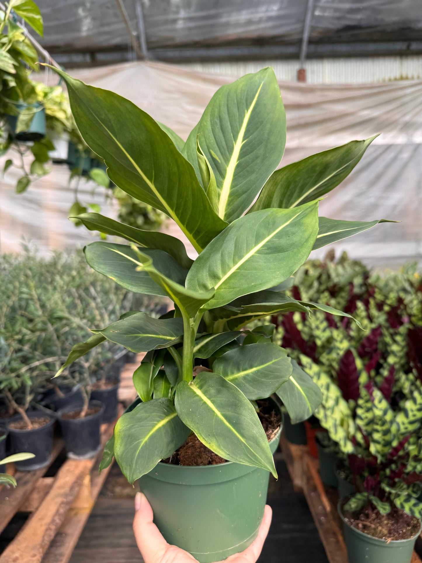 Dieffenbachia 'Green Magic' potted plant