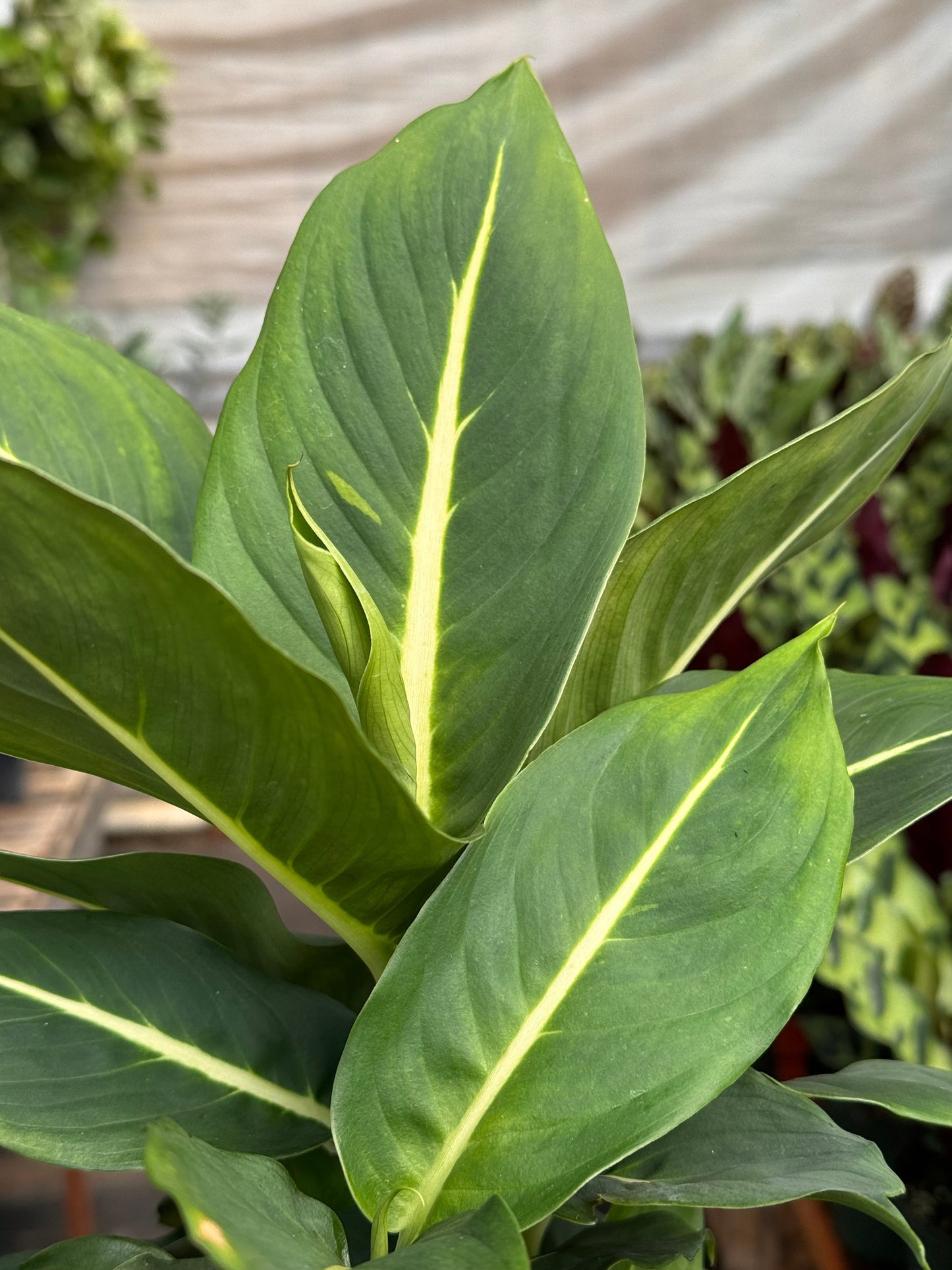 Dieffenbachia 'Green Magic' potted plant
