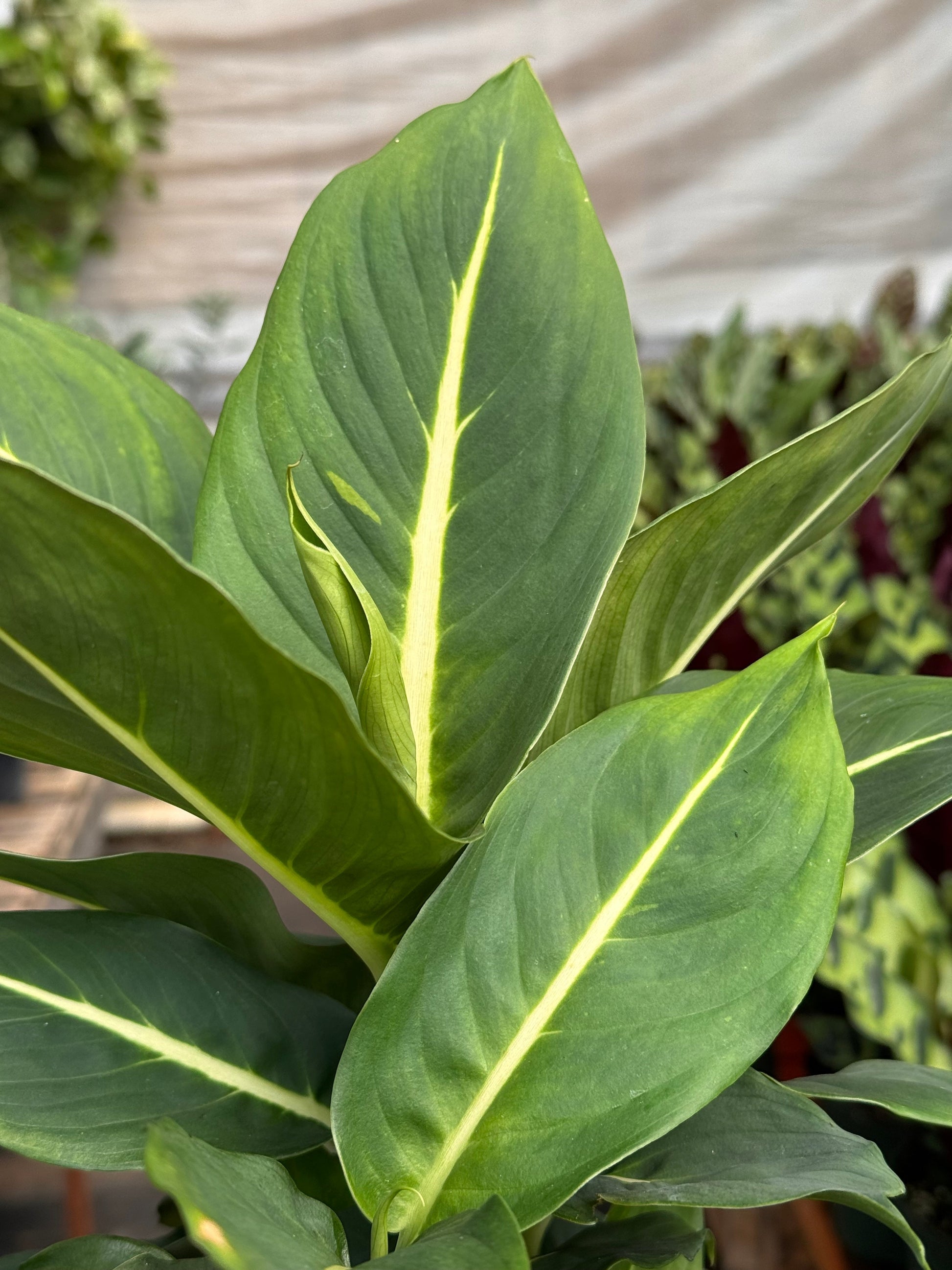 Dieffenbachia 'Green Magic' potted plant