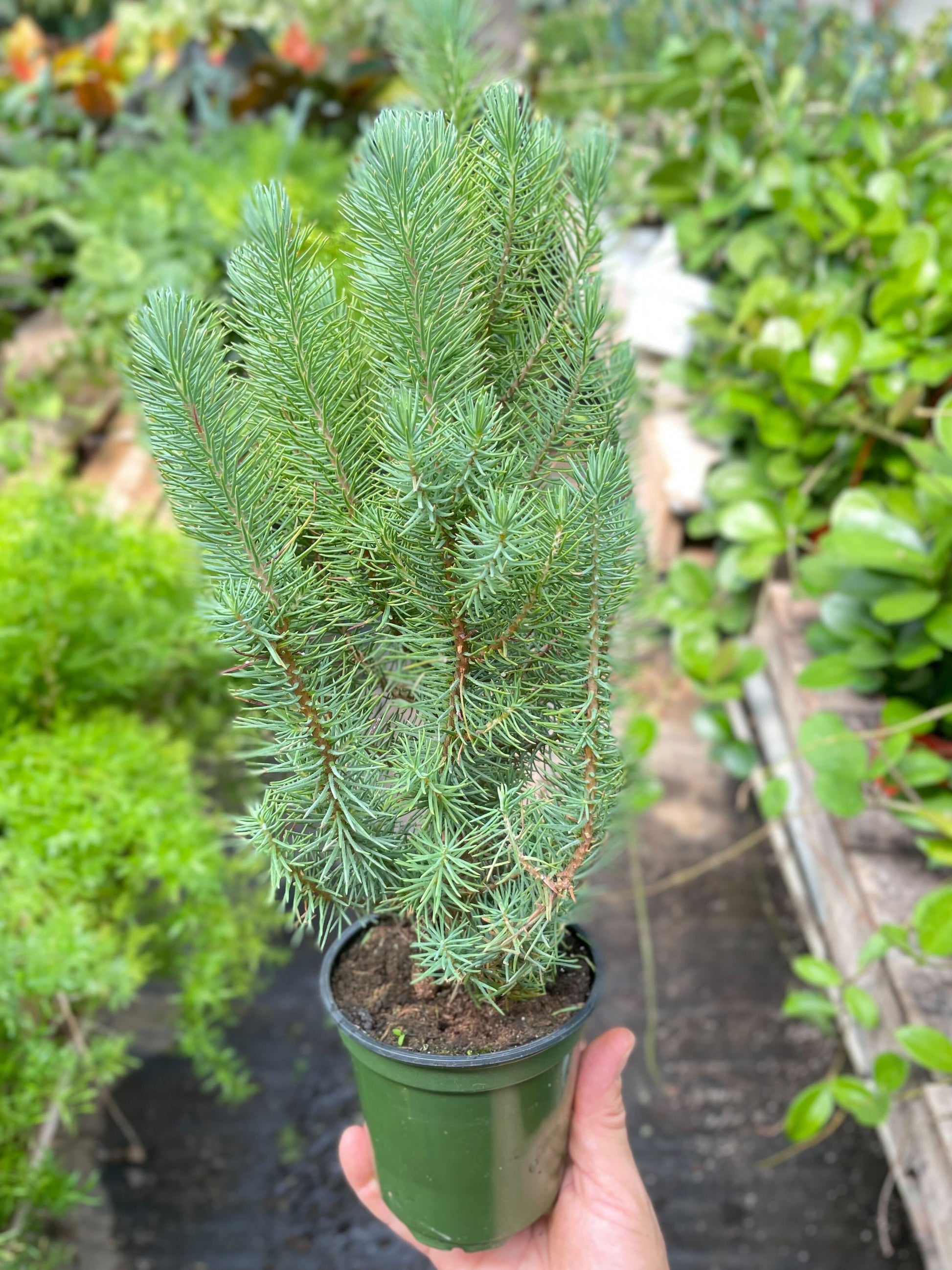 Blue Pine Trees potted plant