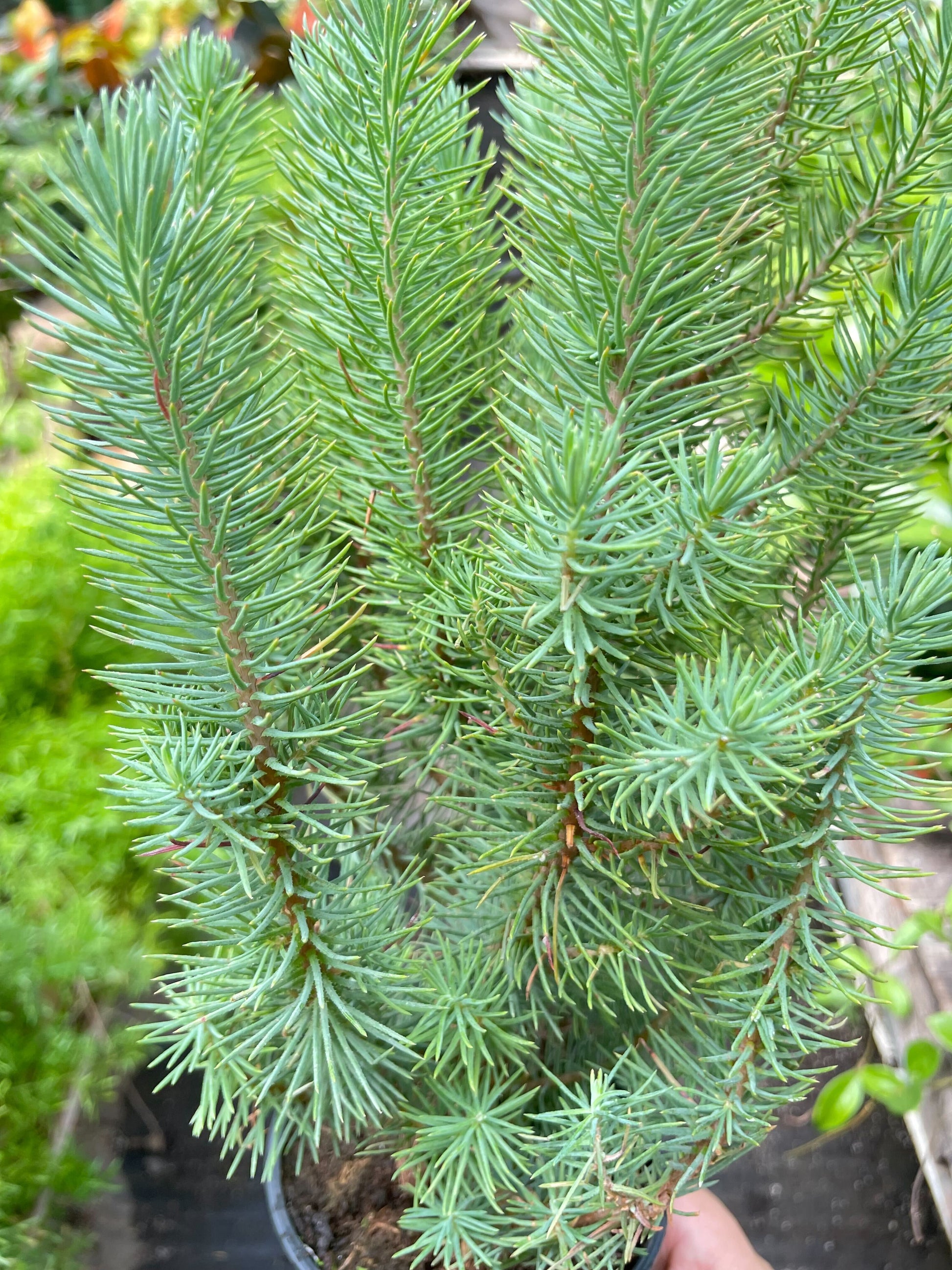 Blue Pine Trees potted plant