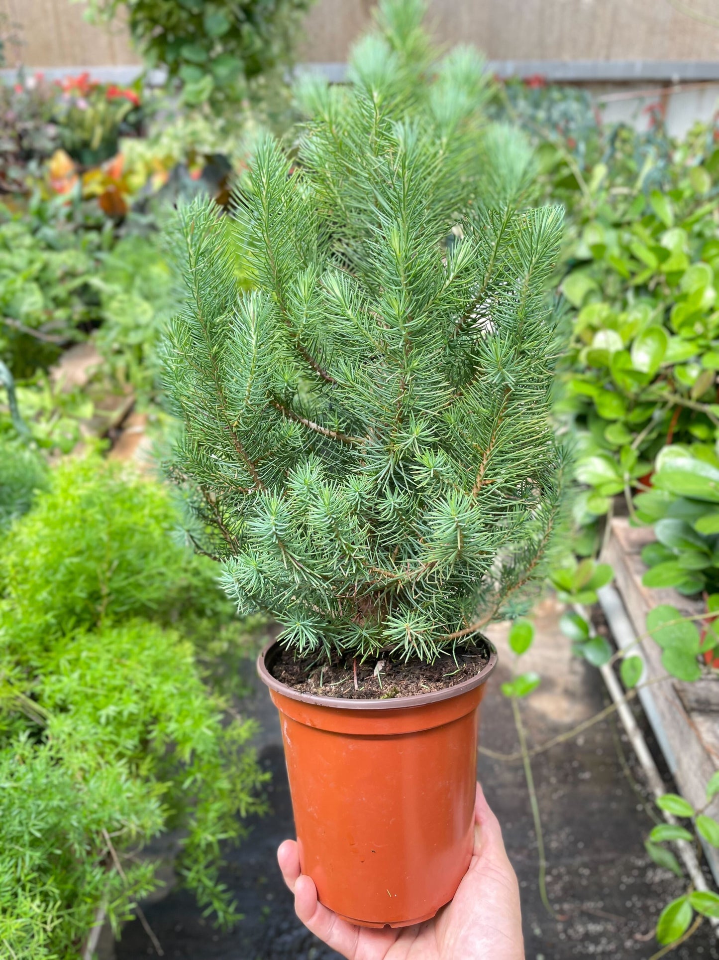 Blue Pine Trees potted plant