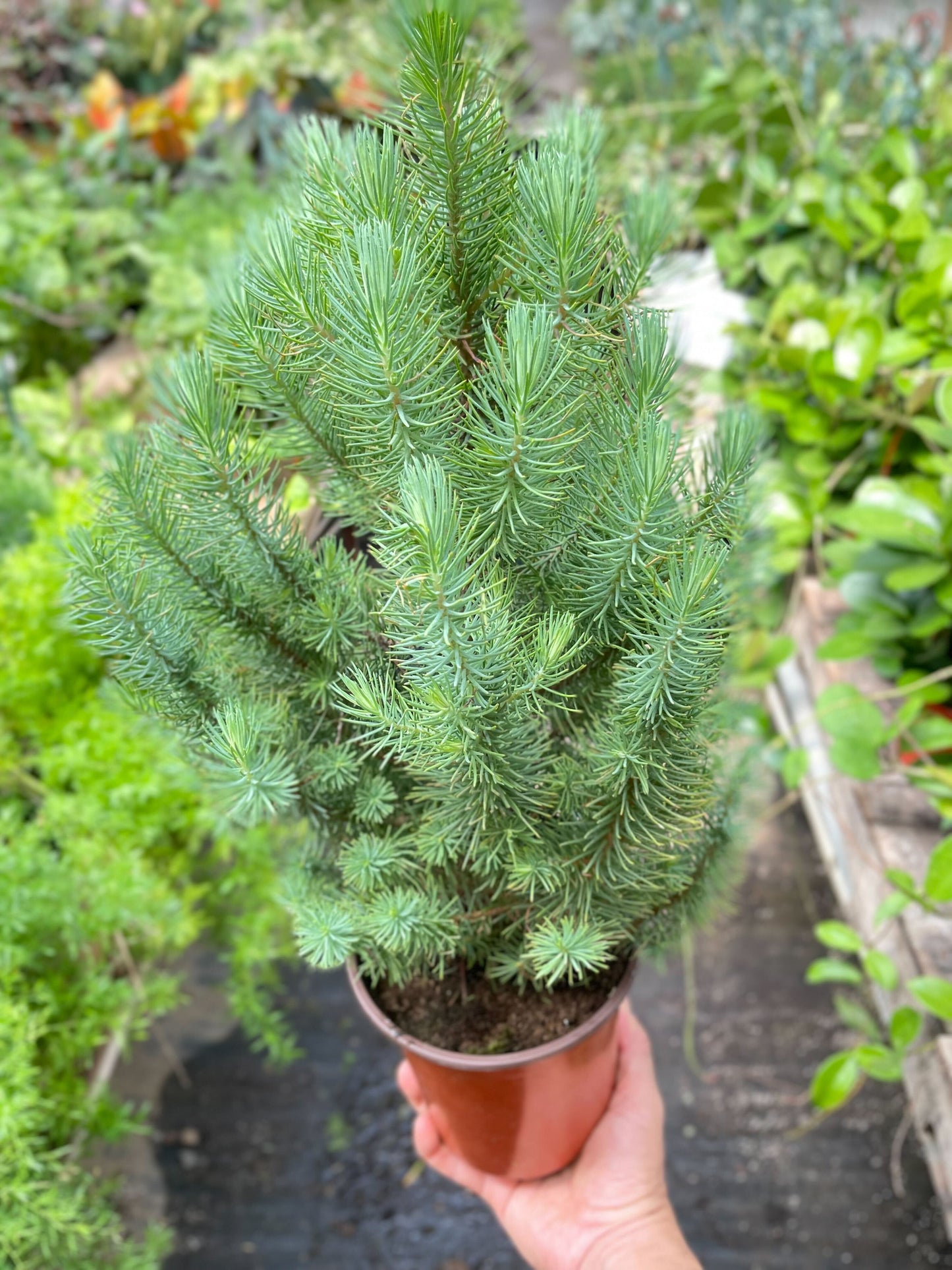 Blue Pine Trees potted plant