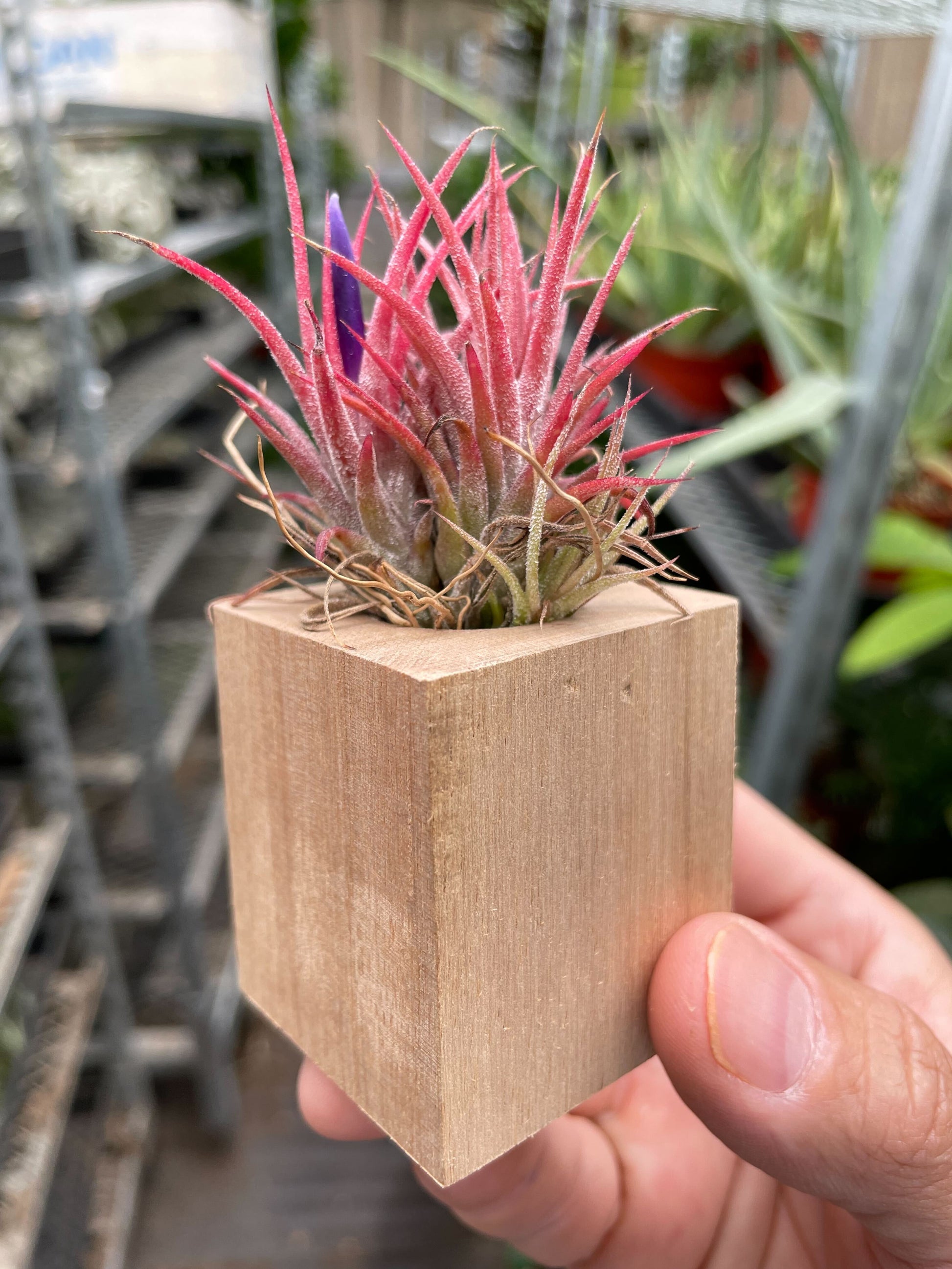 Tillandsia Air Plant Ionantha in Magnetic Wood Planter potted plant