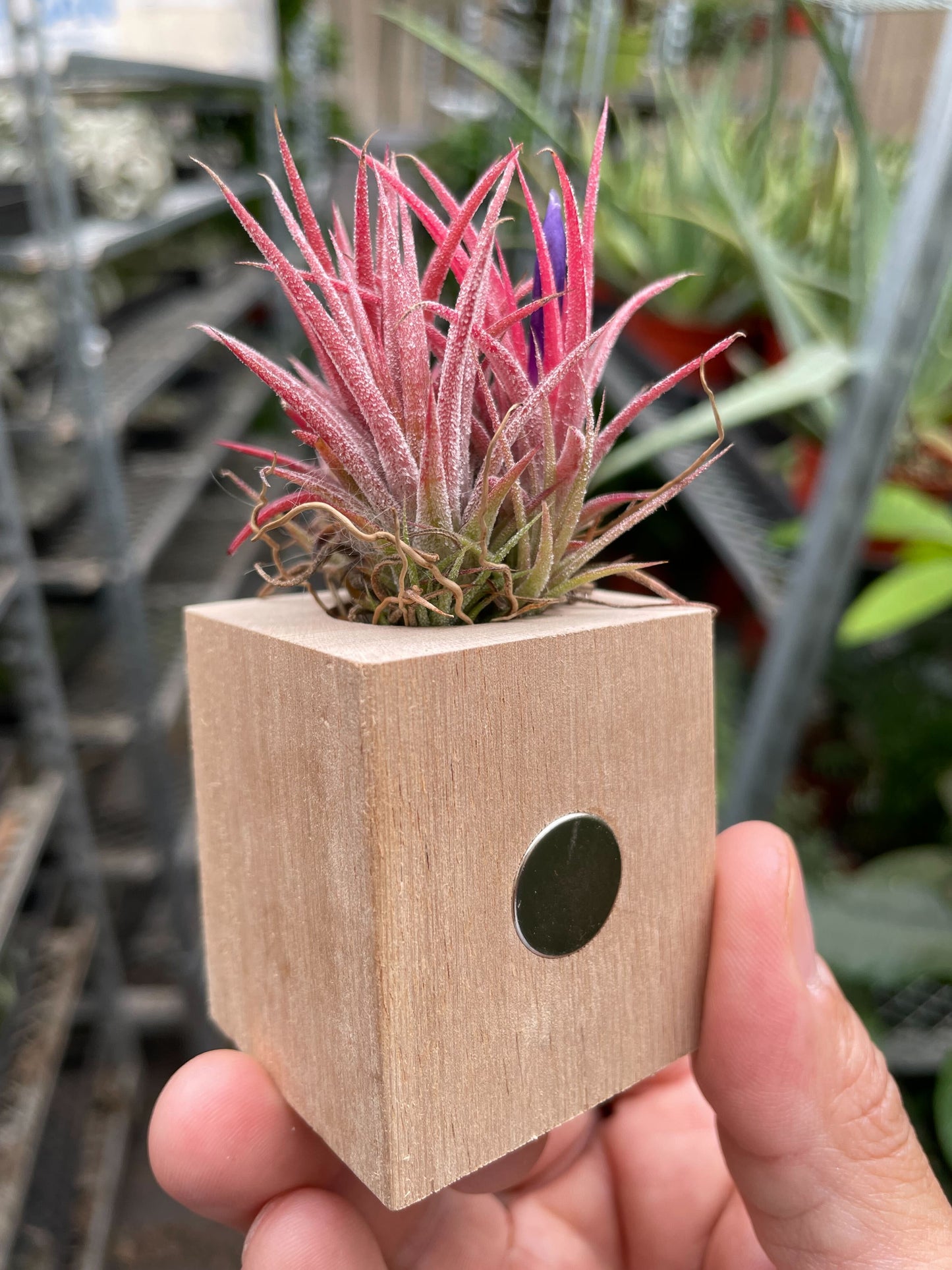 Tillandsia Air Plant Ionantha in Magnetic Wood Planter potted plant