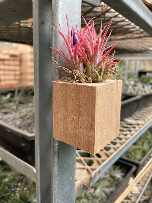 Tillandsia Air Plant Ionantha in Magnetic Wood Planter potted plant
