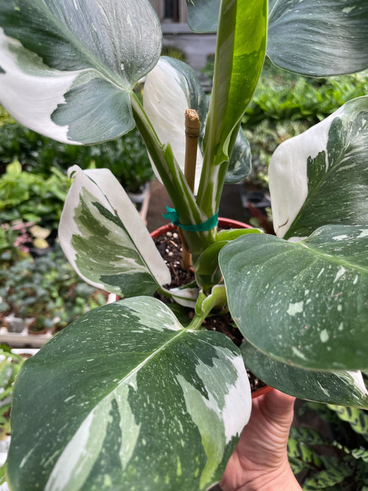 Philodendron 'White Wizard' potted plant