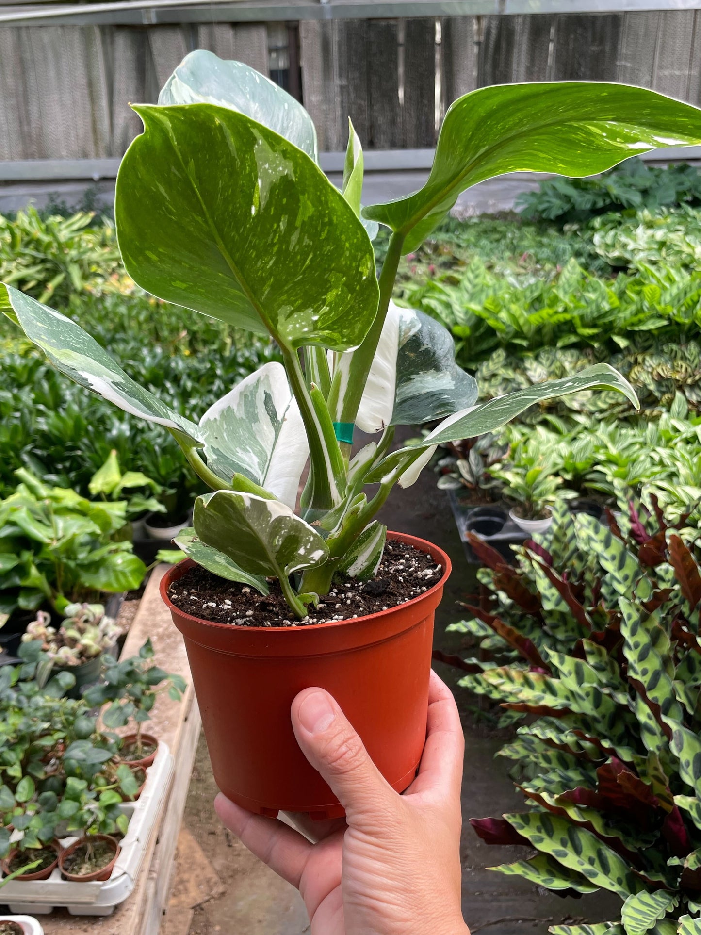 Philodendron 'White Wizard' potted plant
