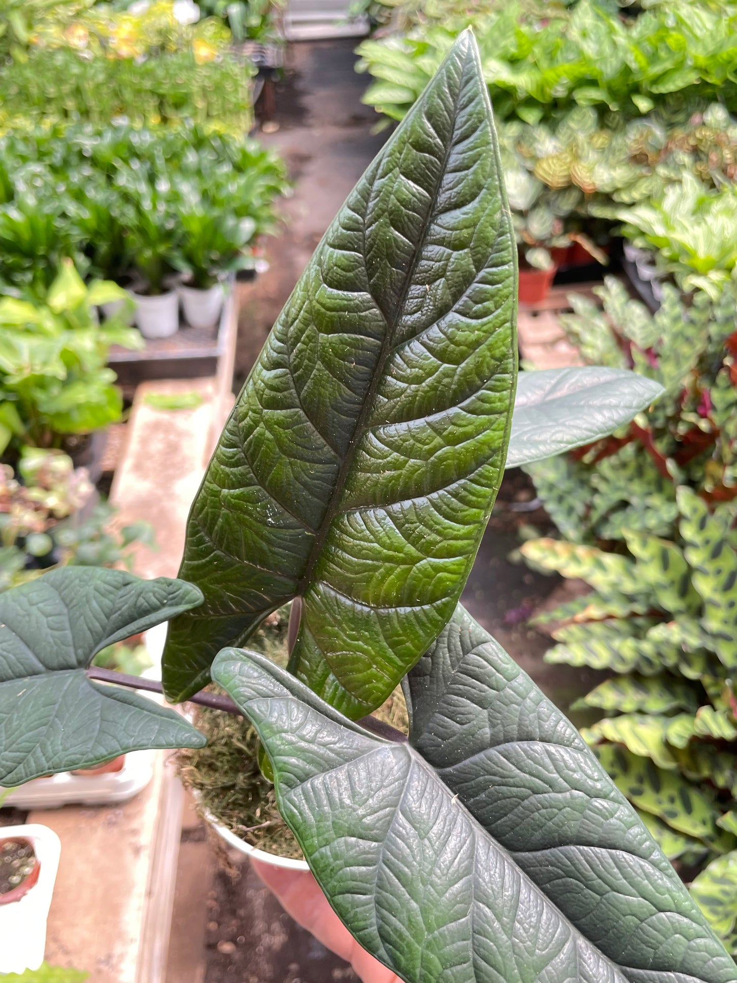 Alocasia 'Scalprum' potted plant