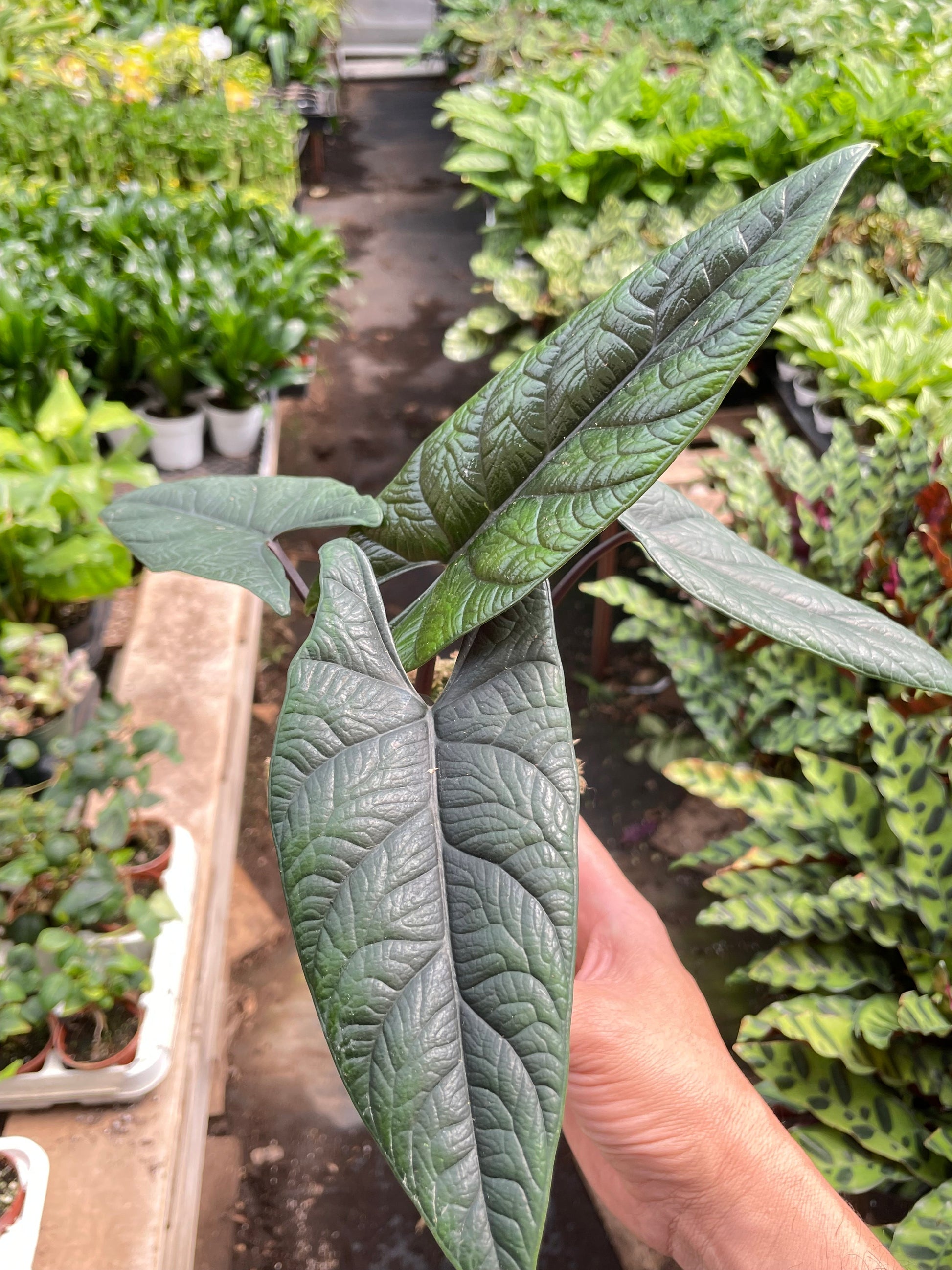 Alocasia 'Scalprum' potted plant