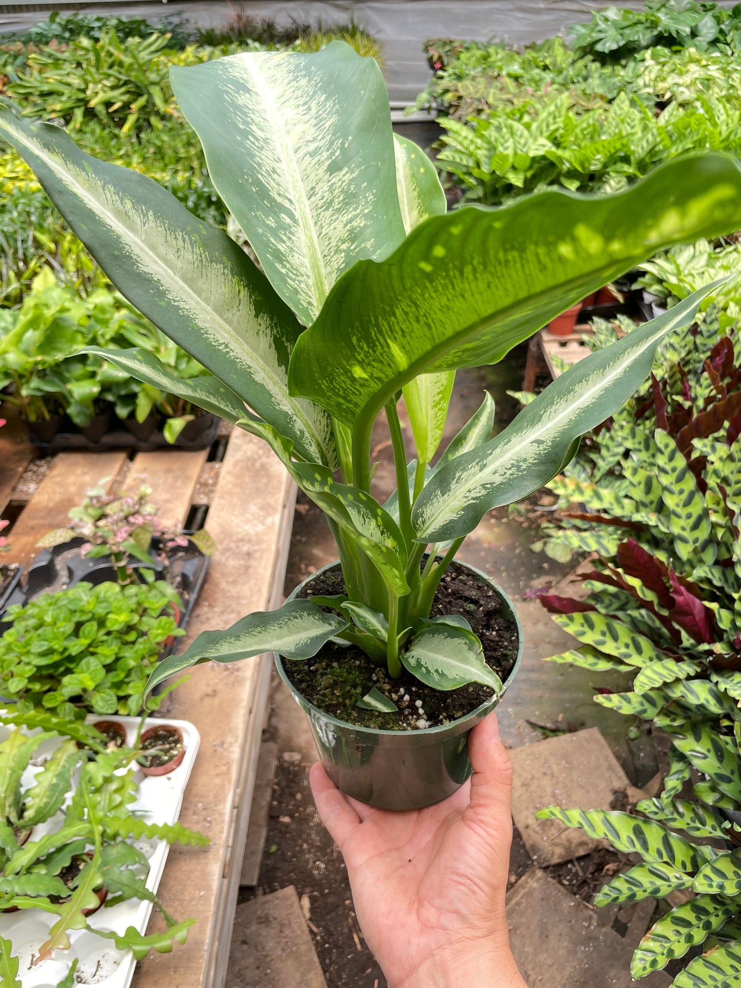 Dieffenbachia Panther potted plant