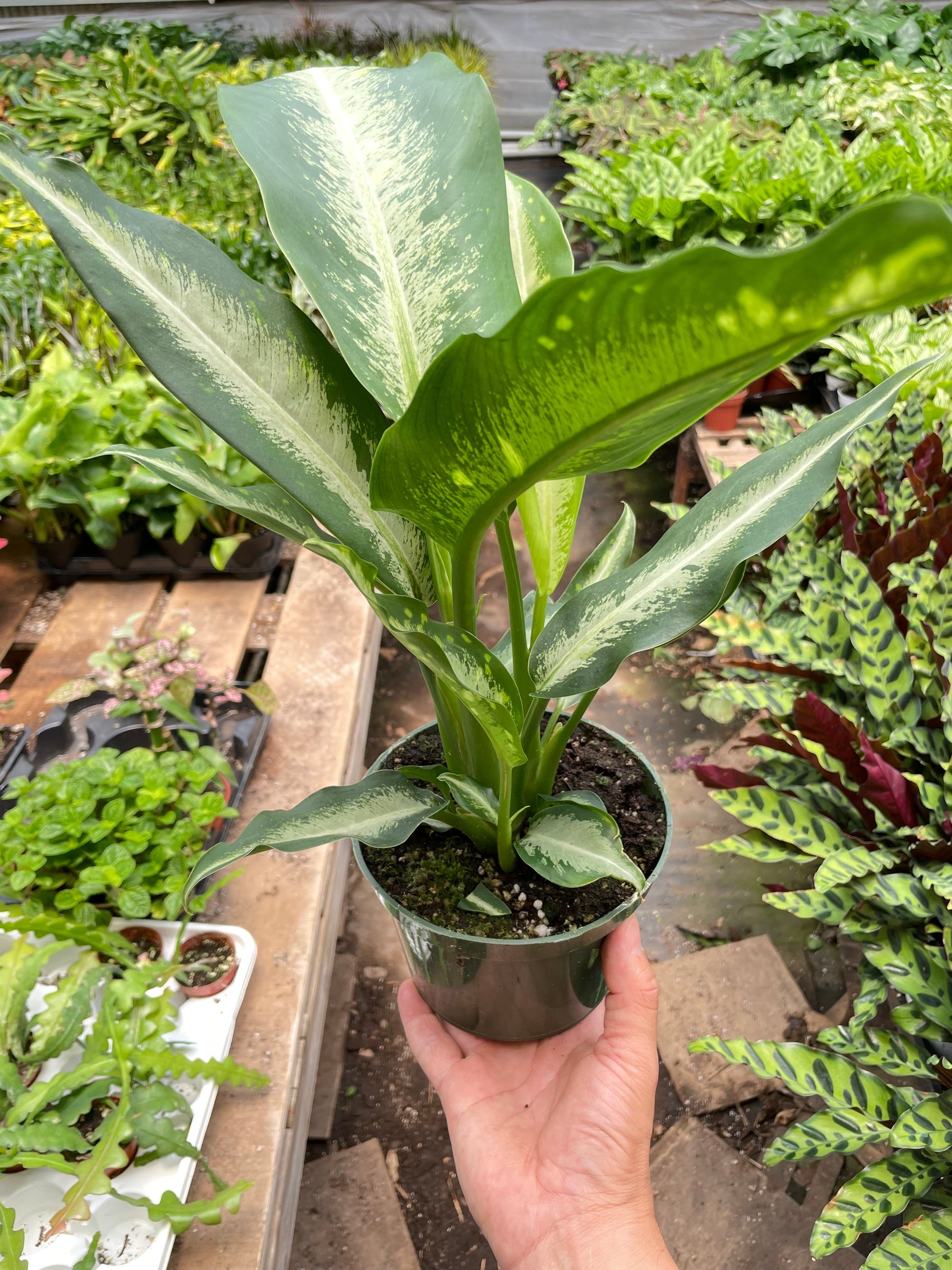 Dieffenbachia Panther potted plant