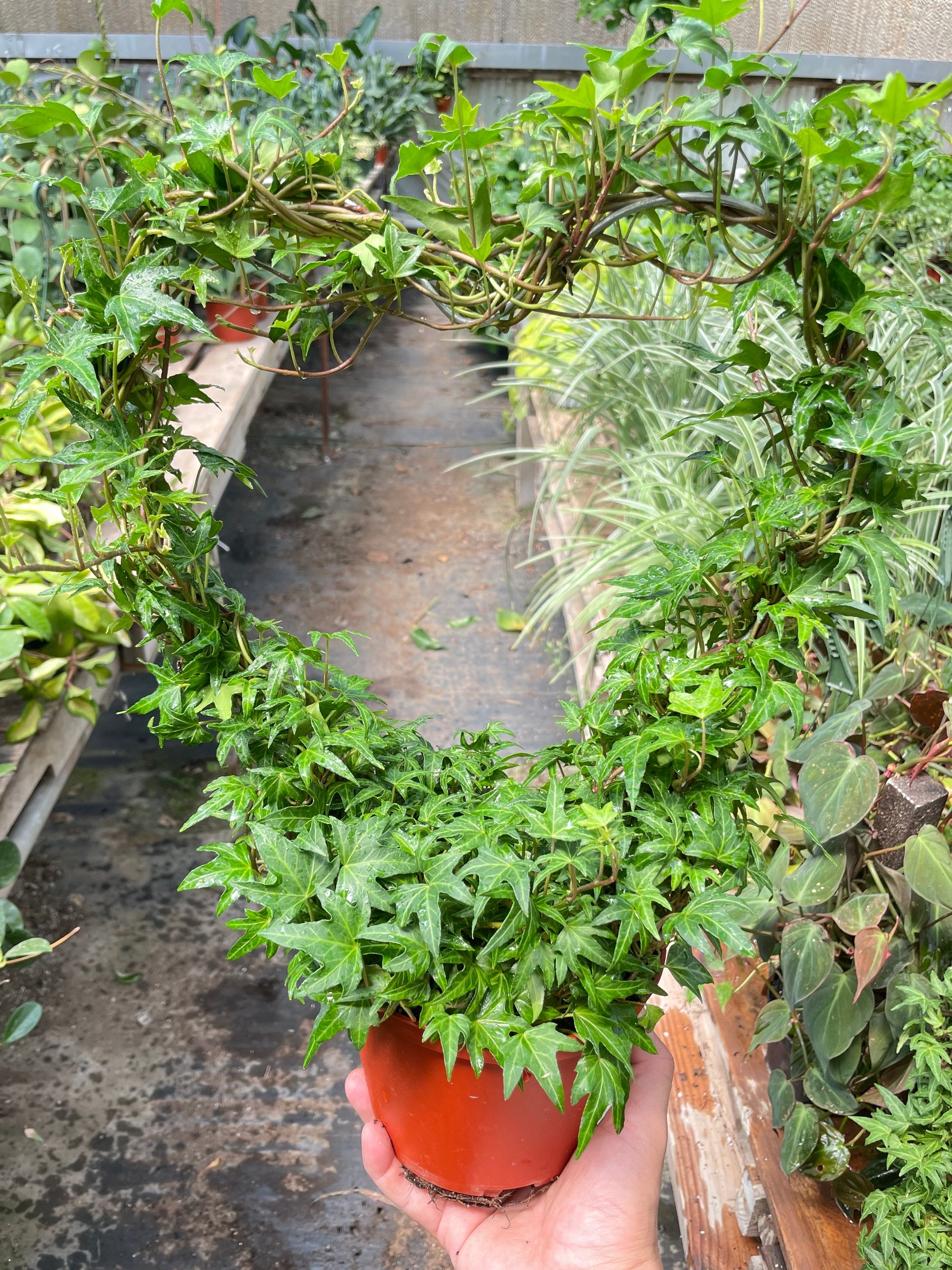 Ivy Green Topiary Heart potted plant