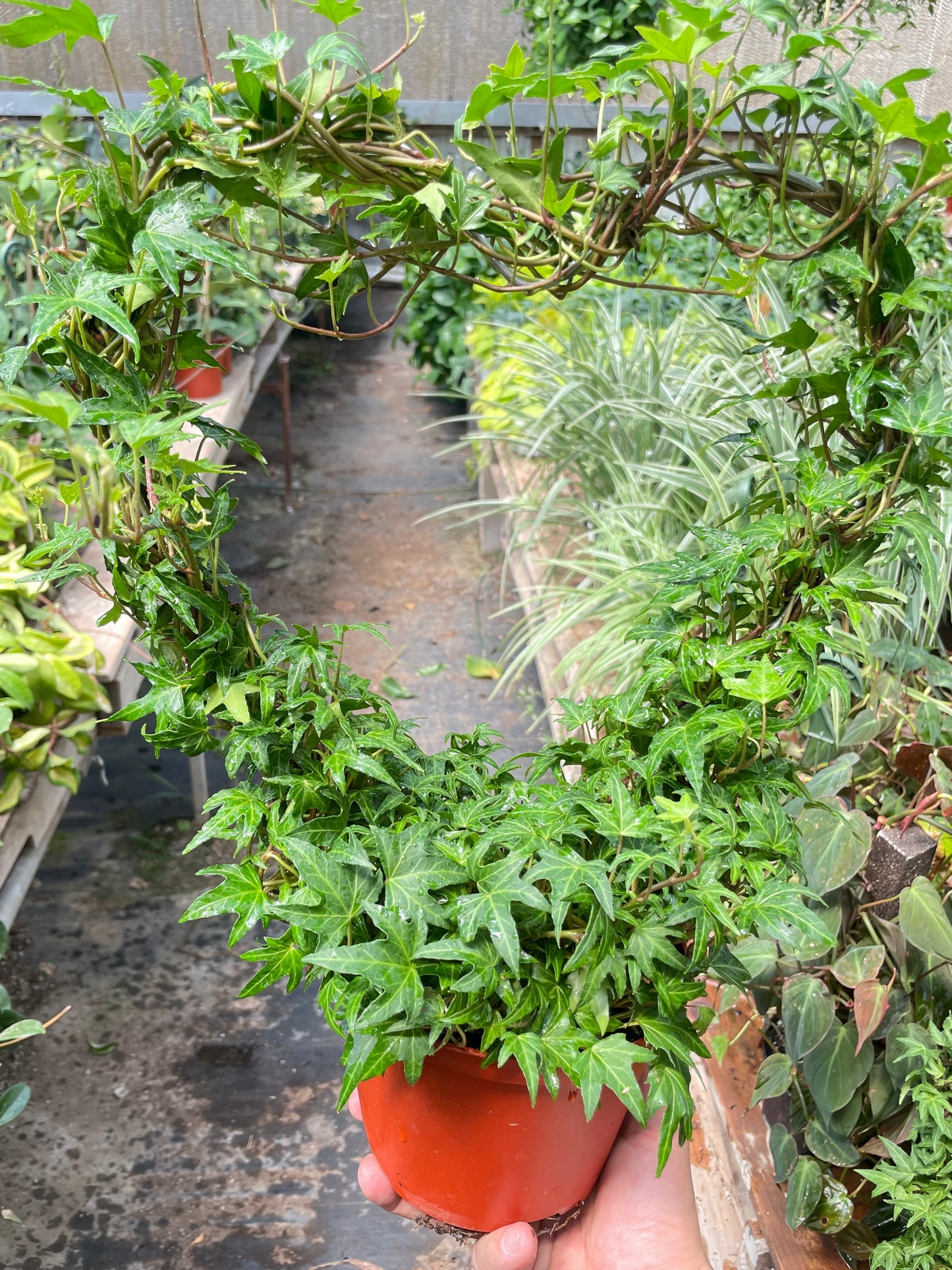 Ivy Green Topiary Heart potted plant