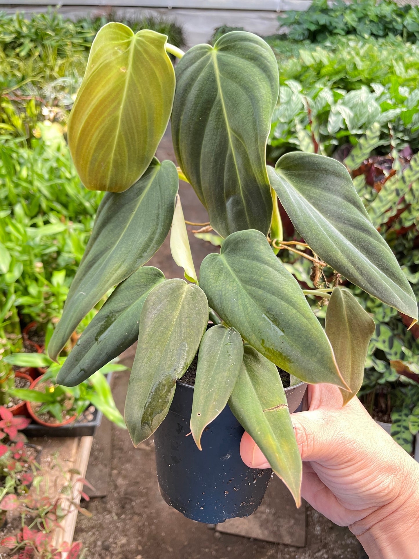 Philodendron Gigas potted plant