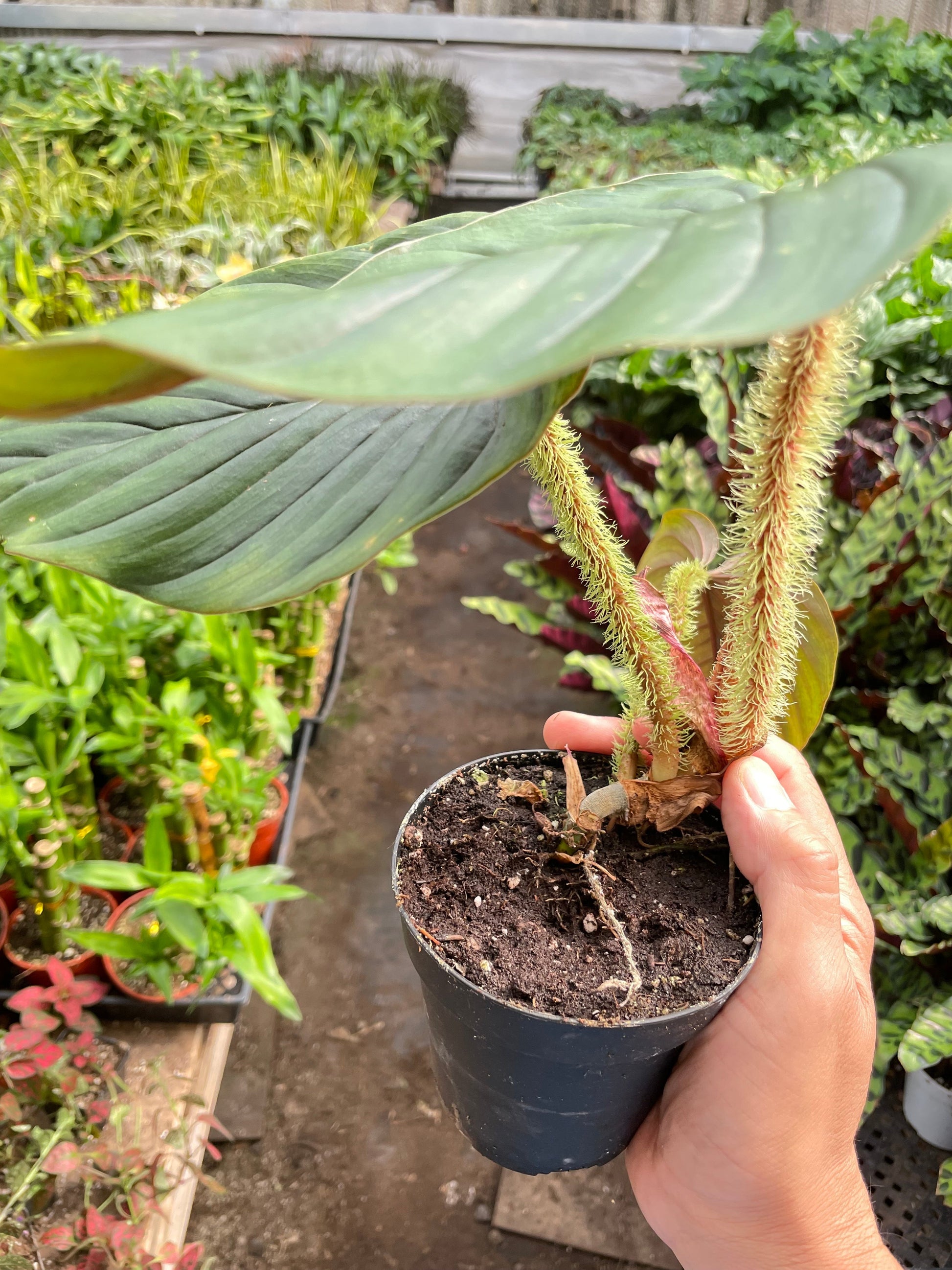 Philodendron 'Serpens' potted plant