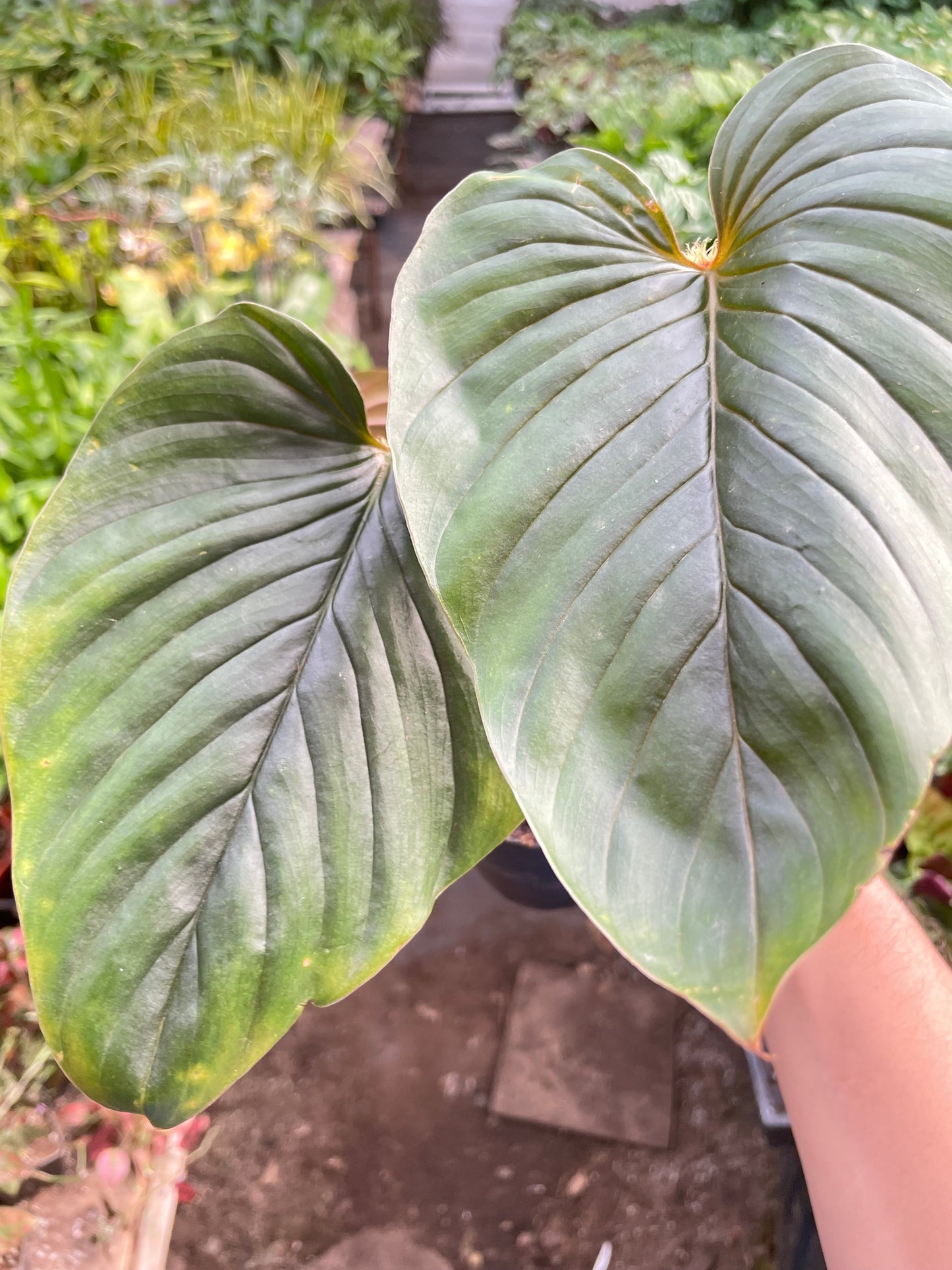Philodendron 'Serpens' potted plant