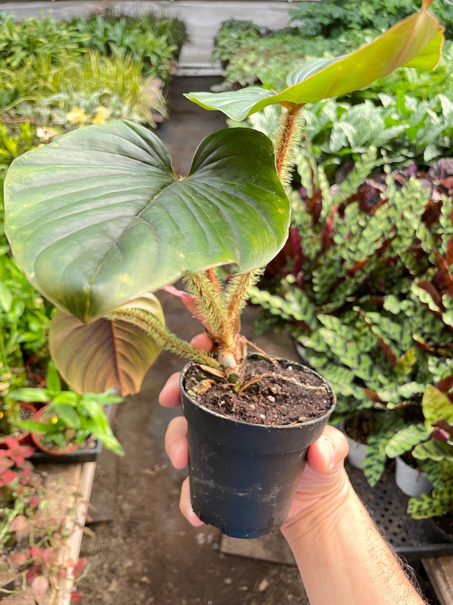 Philodendron 'Serpens' potted plant