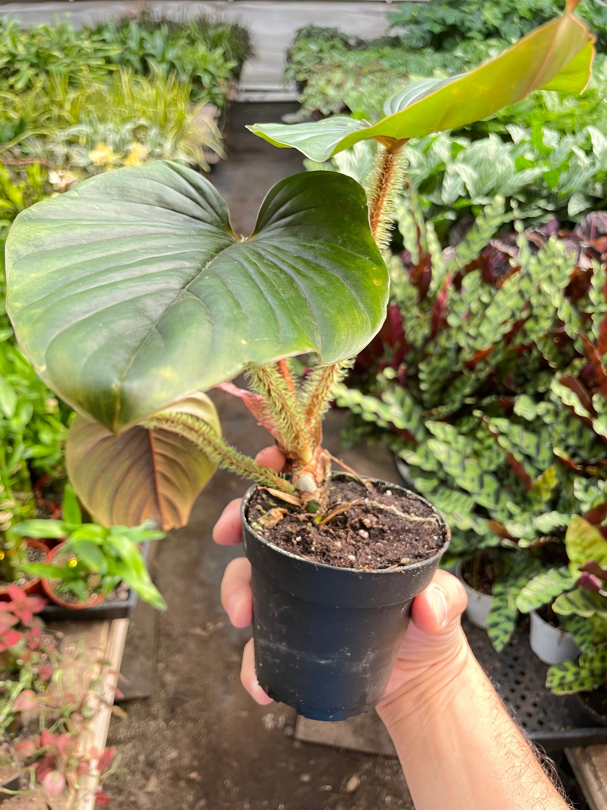 Philodendron 'Serpens' potted plant
