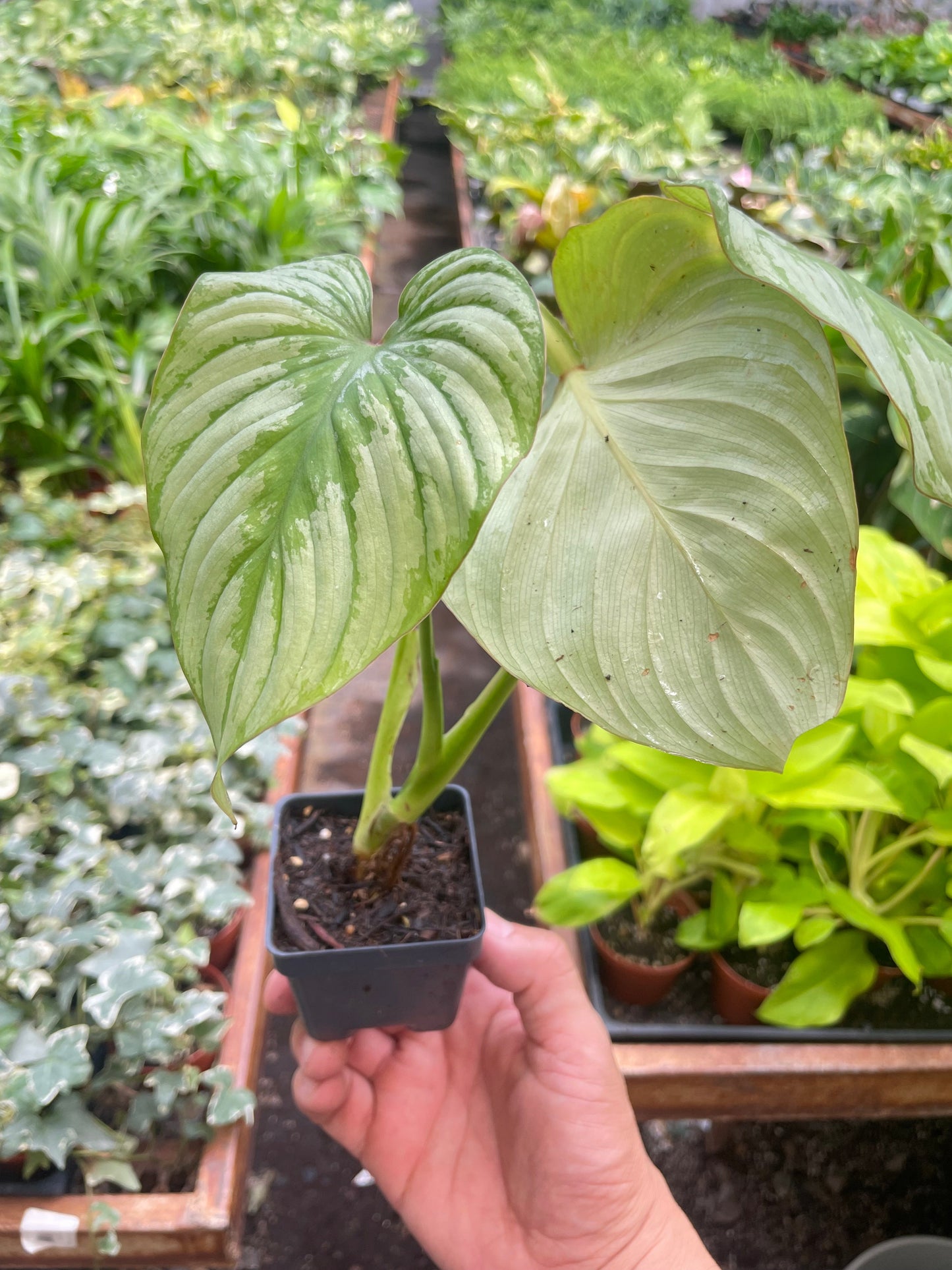 Philodendron 'Mamei' potted plant