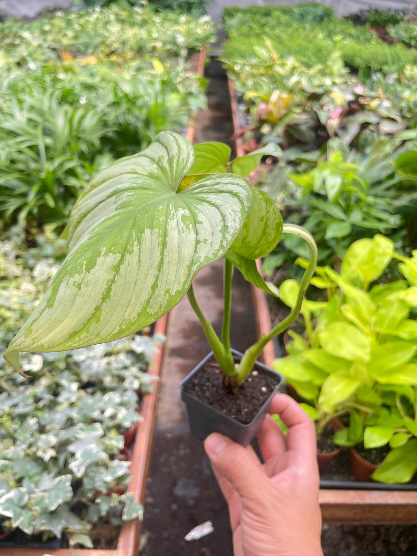Philodendron 'Mamei' potted plant