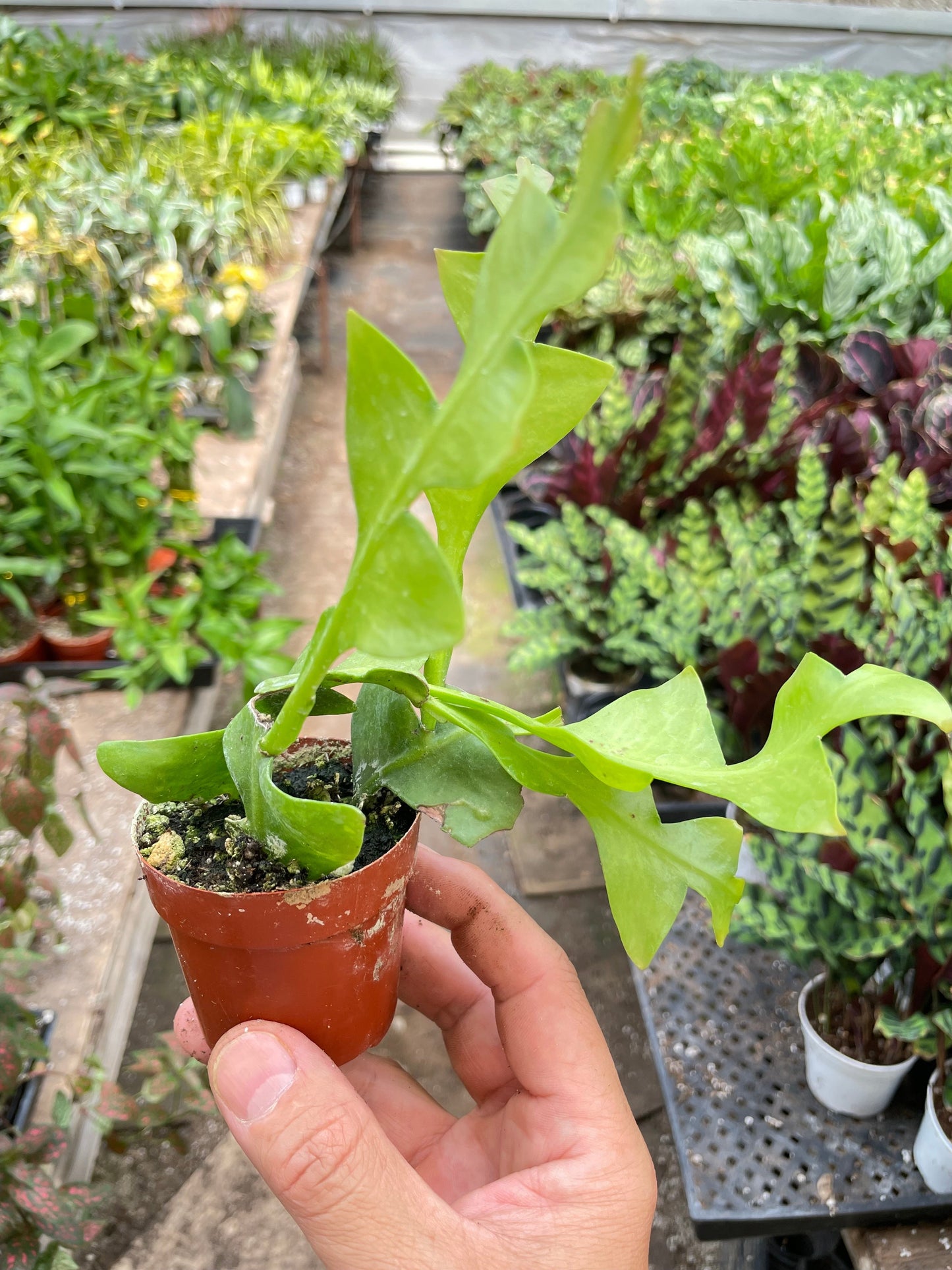 Shark Tooth Orchid Cactus potted plant