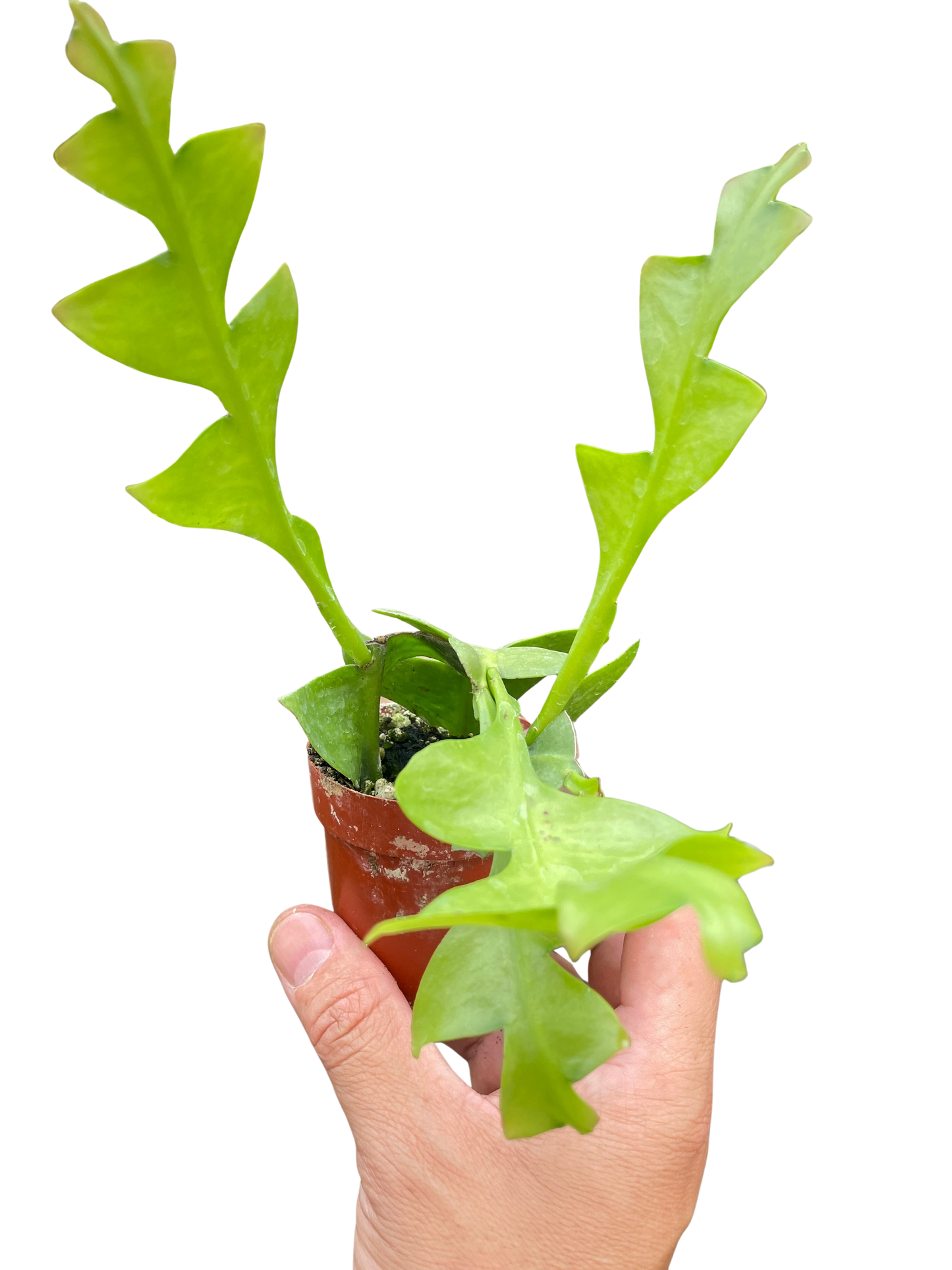 Shark Tooth Orchid Cactus potted plant