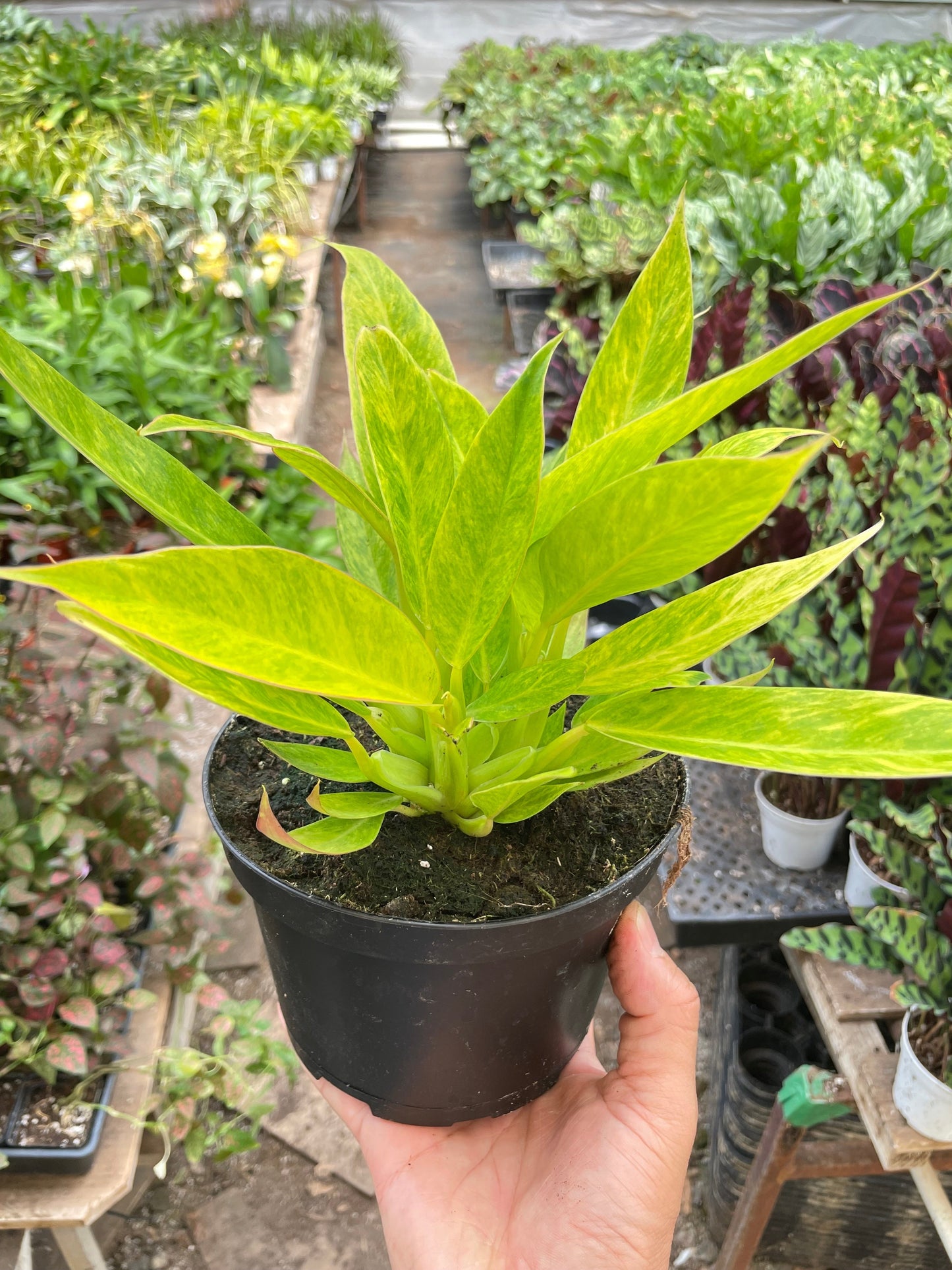 Philodendron 'Calkins Gold' potted plant