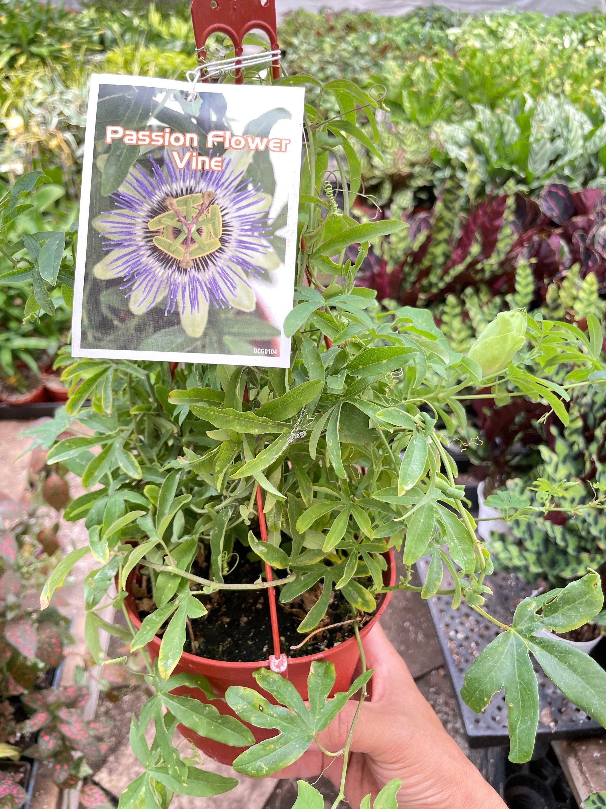 Passion Flower potted plant