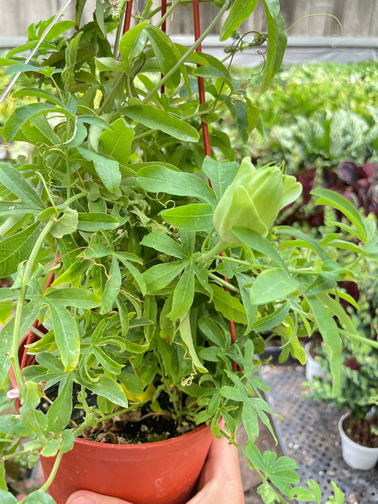 Passion Flower potted plant