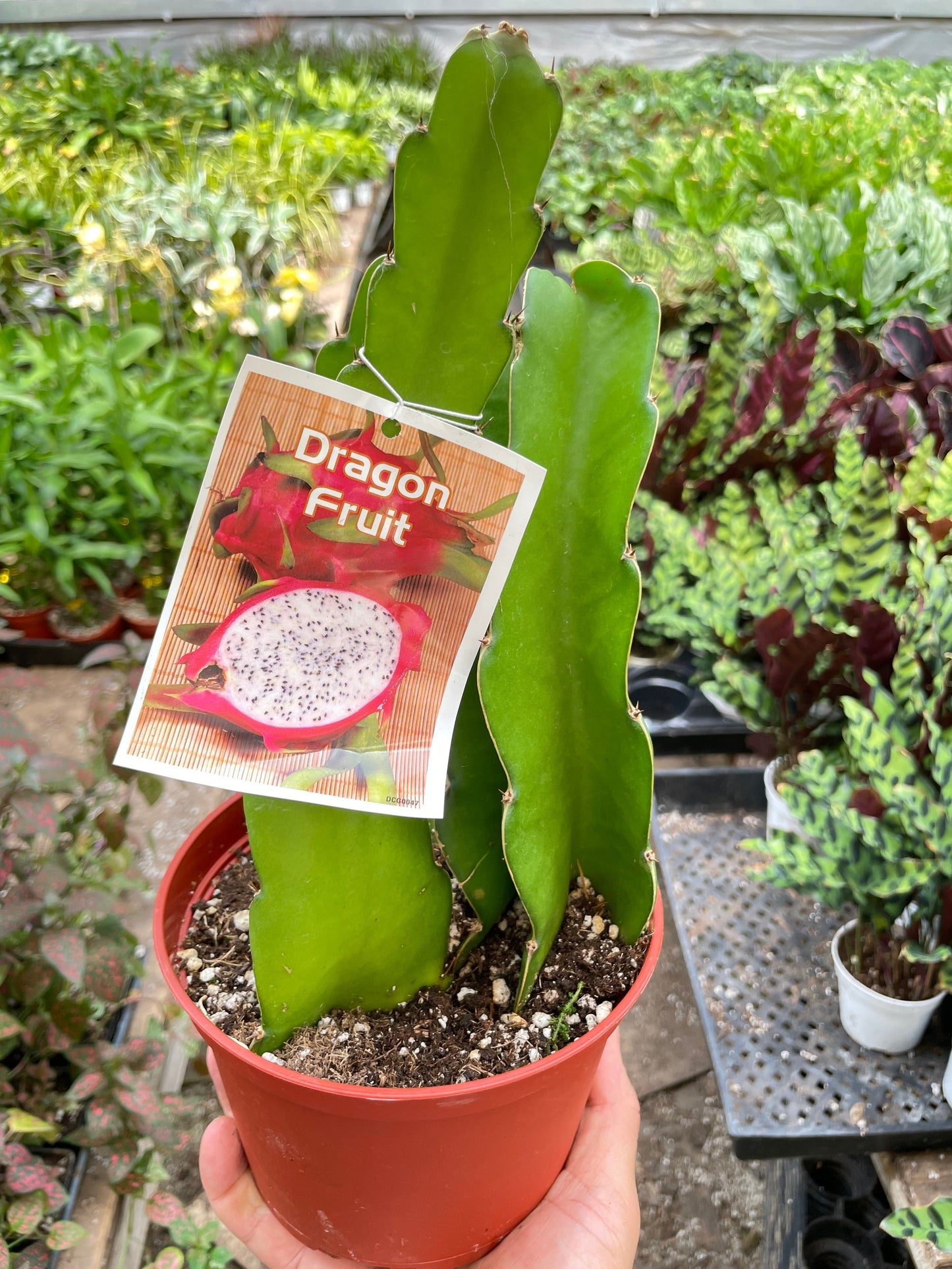 Dragon Fruit potted plant