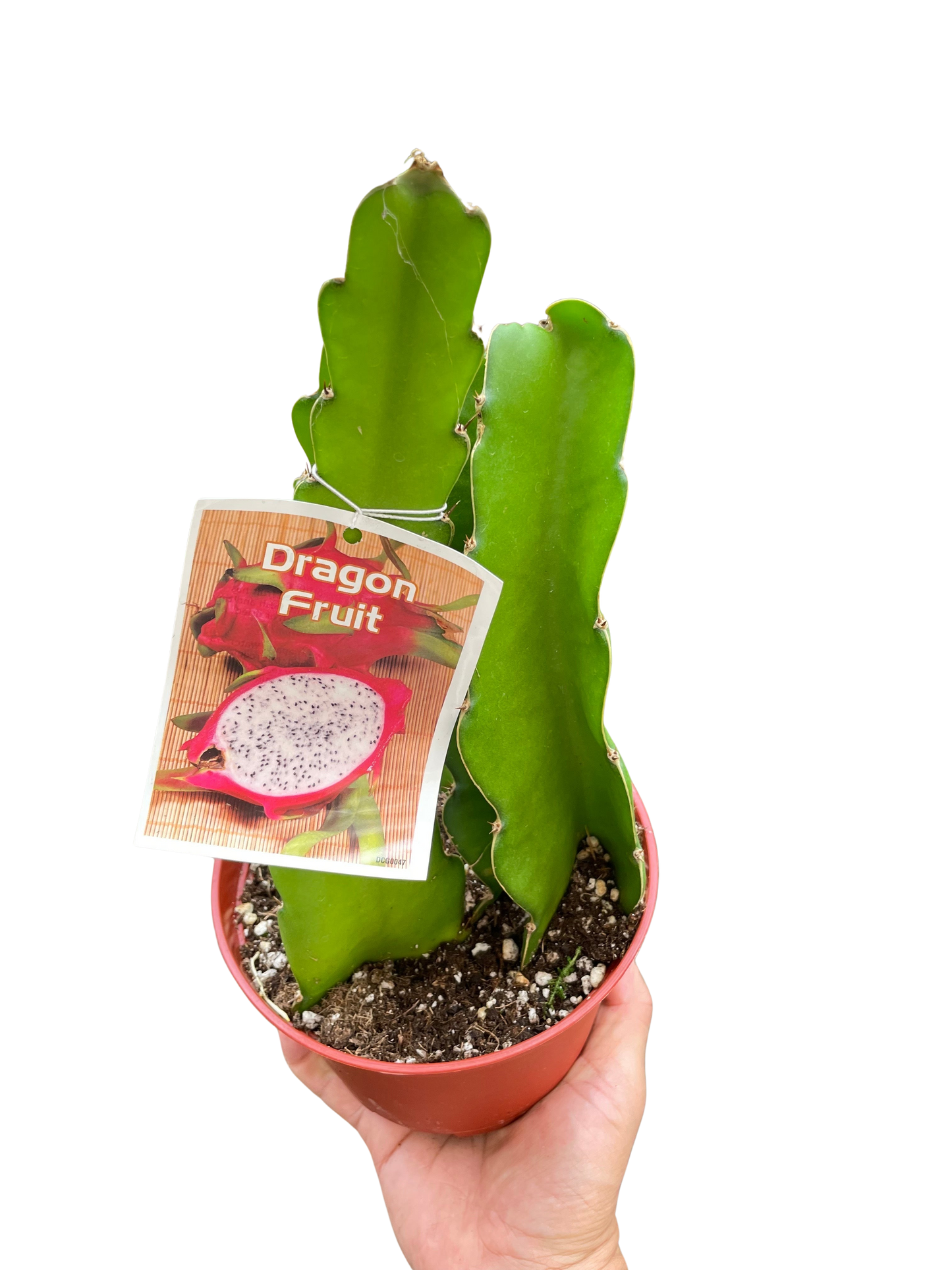 Dragon Fruit potted plant