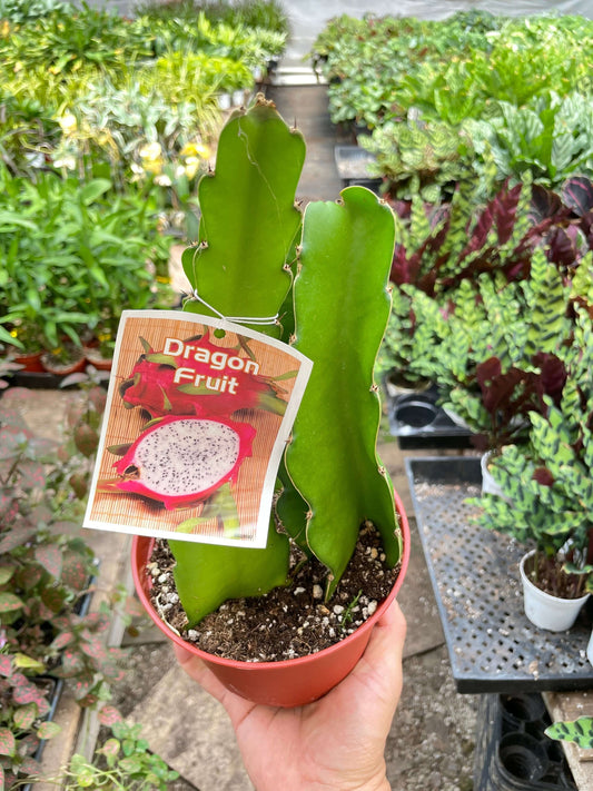 Dragon Fruit | Benefits_Air Purifier,Genus_Fruit,Light_Low Light,New Arrivals,Order Fulfillment Guru,Size_Medium (6" Pot),Type_Rare Plants,Type_Tropical Indoor Plant