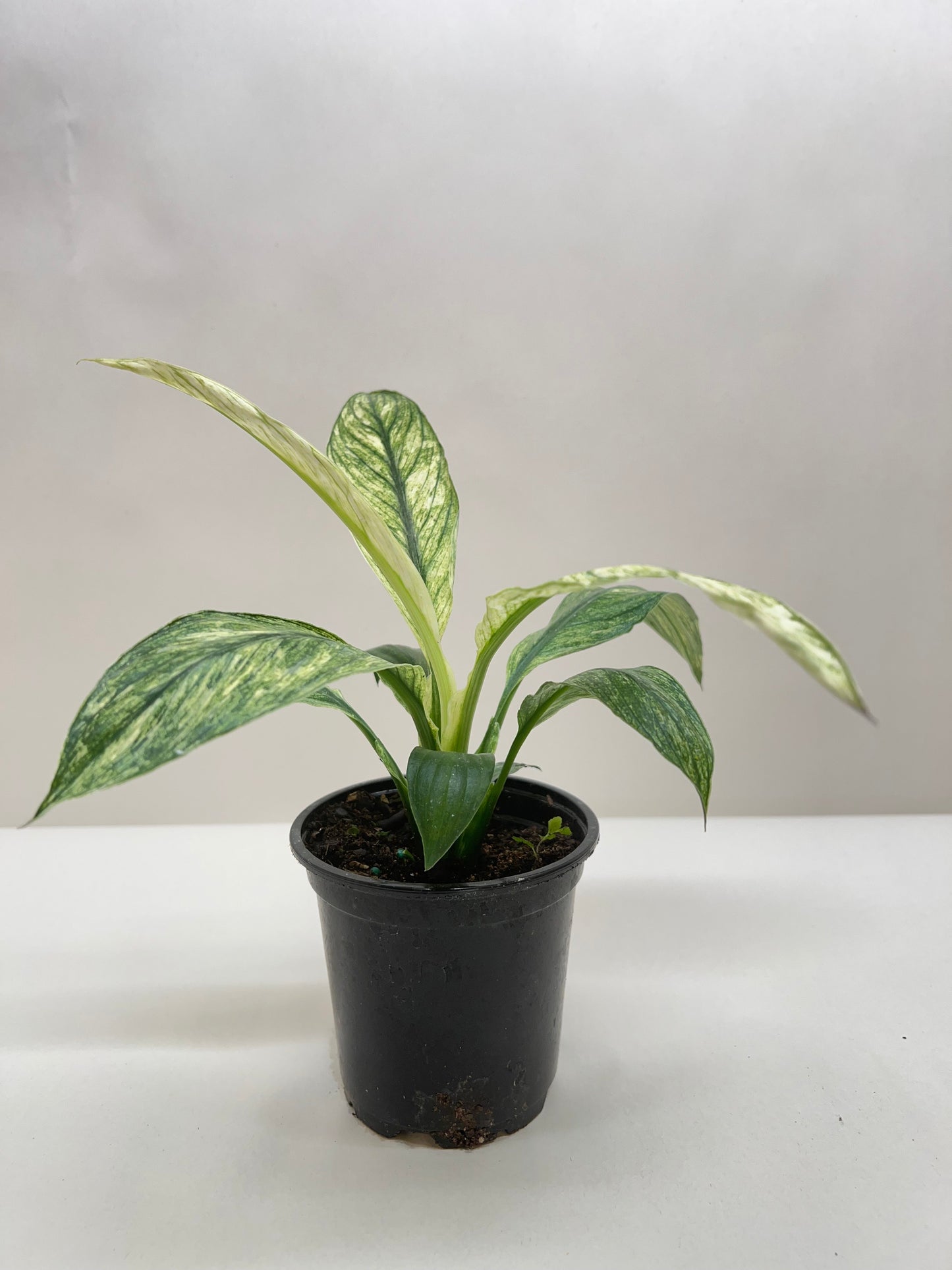 Spathiphyllum Jessica potted plant