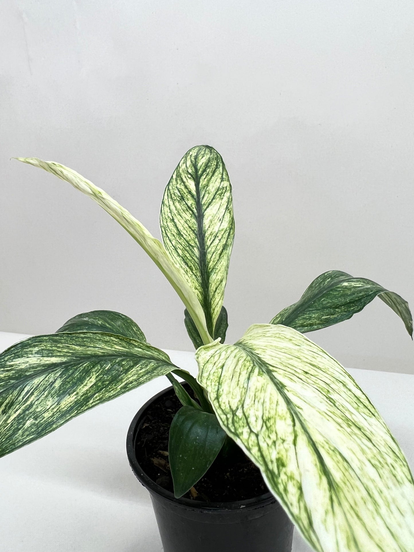 Spathiphyllum Jessica potted plant