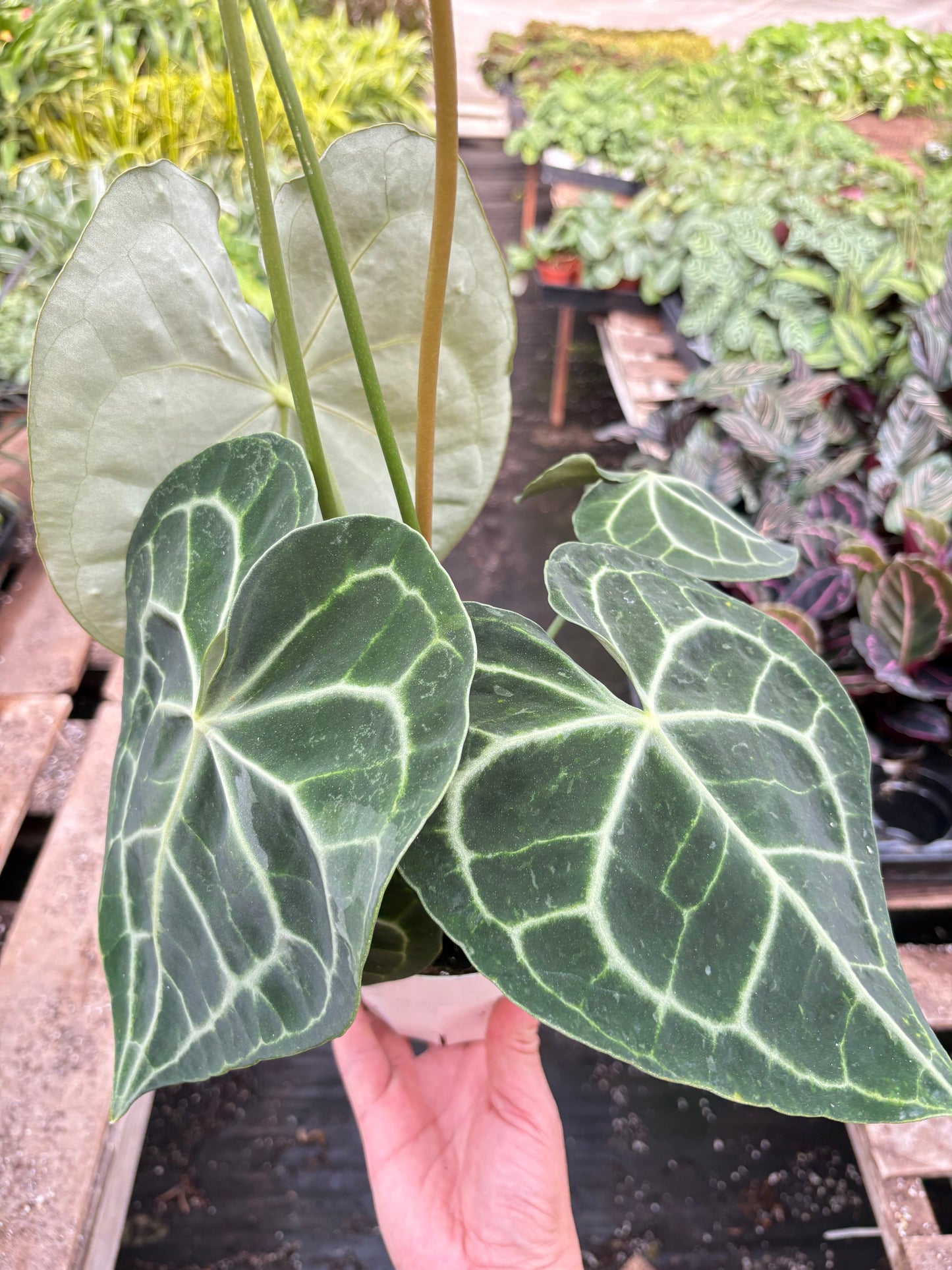 Anthurium 'Clarinervium' potted plant