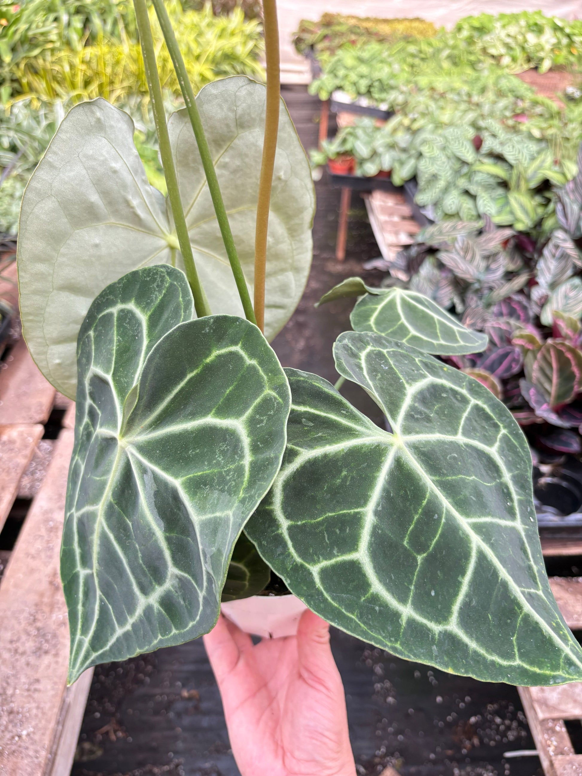 Anthurium 'Clarinervium' potted plant