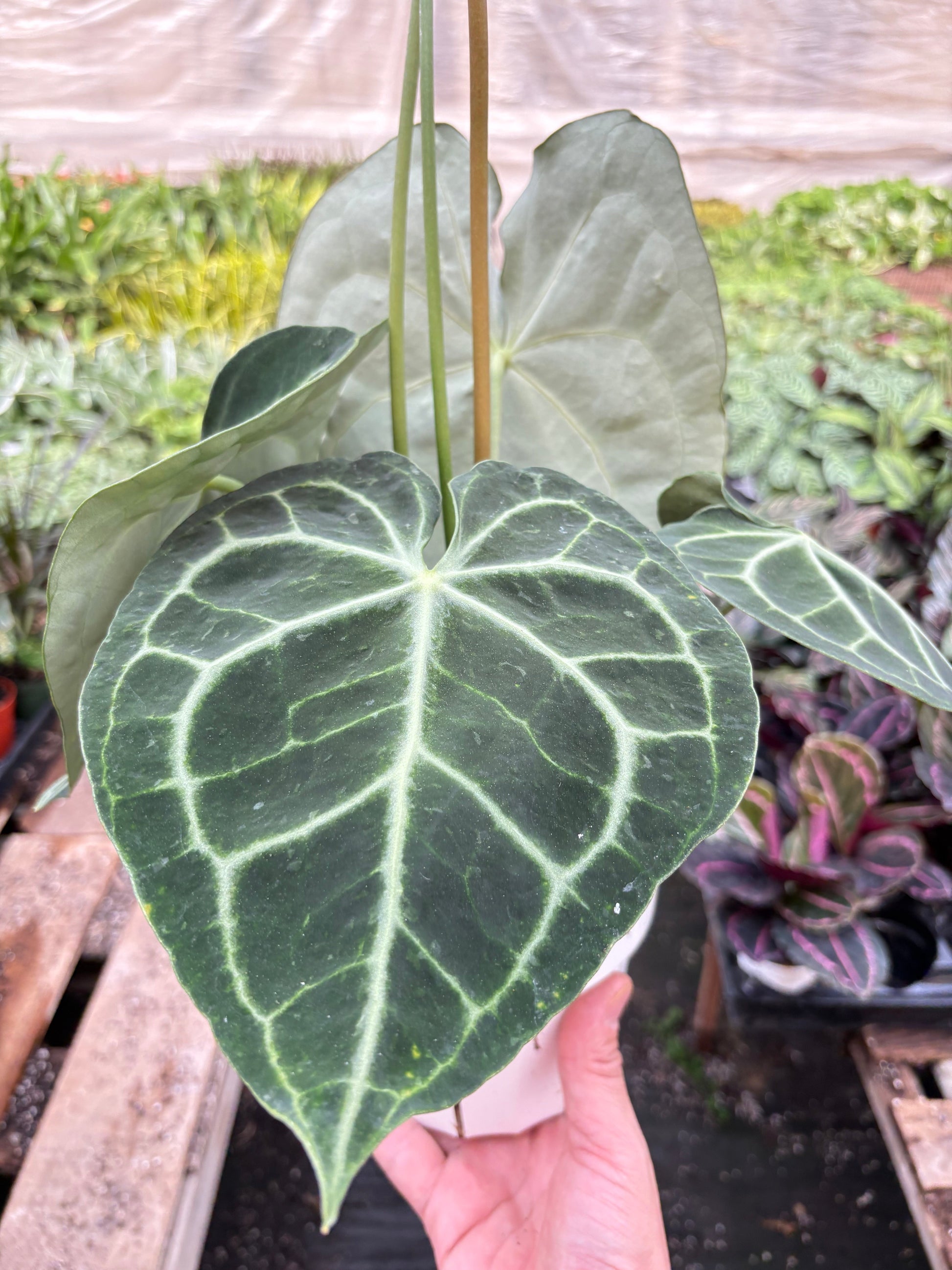 Anthurium 'Clarinervium' potted plant