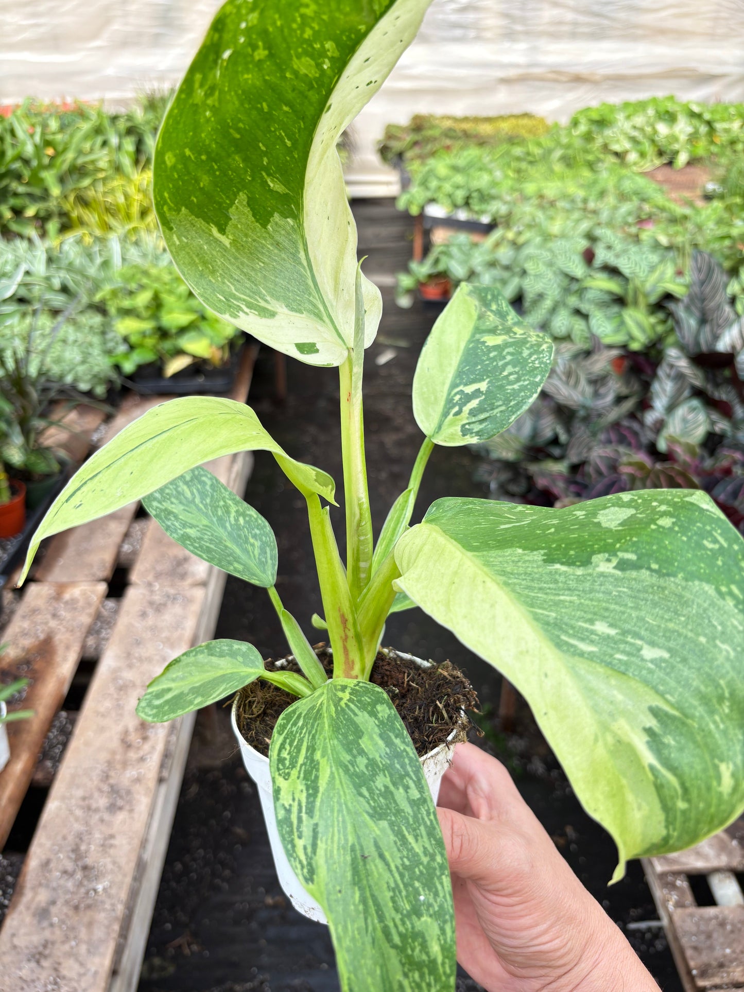 Philodendron Jose Bueno 4" potted plant