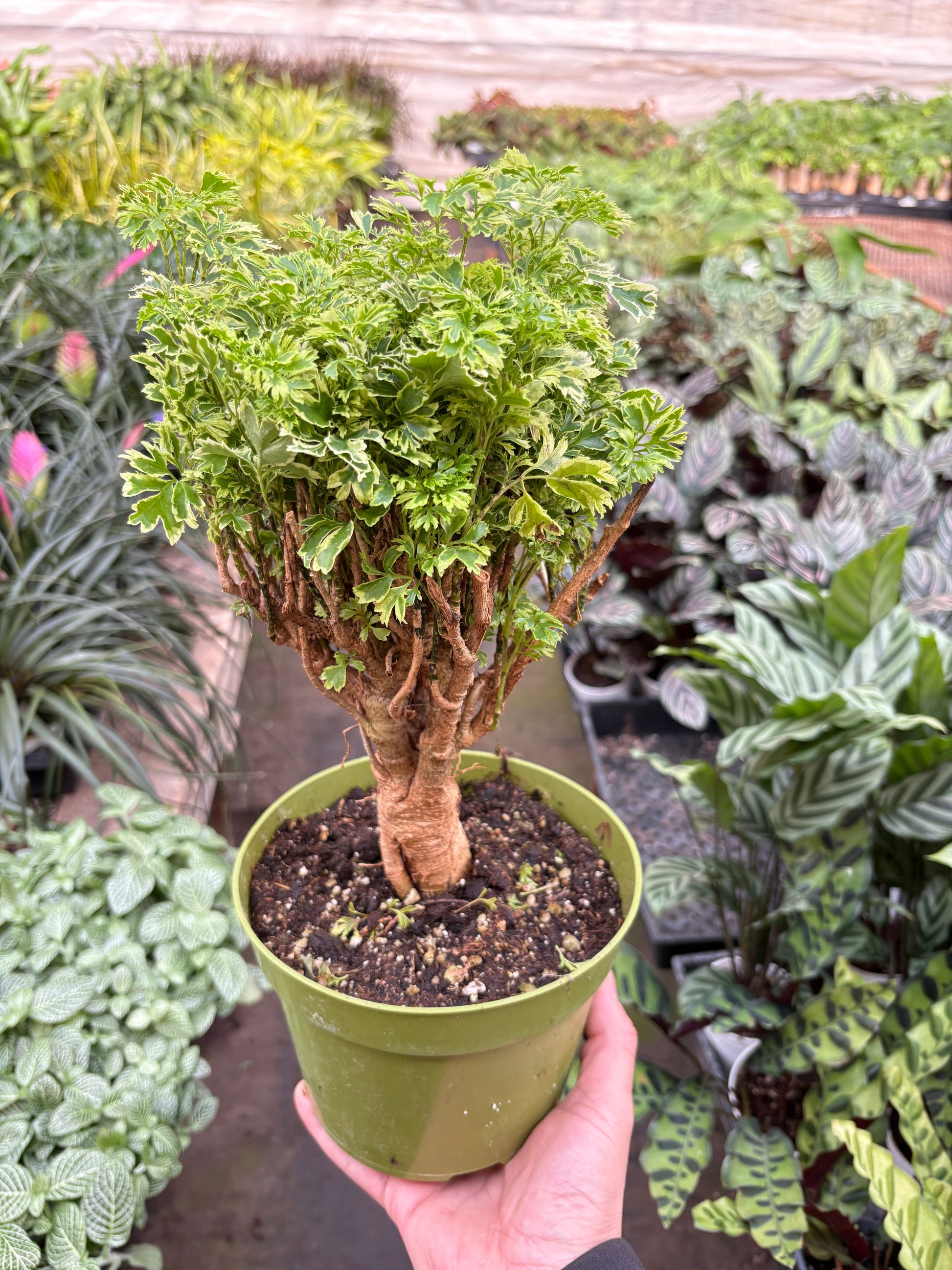 Aralia Ming Gold Mini Bonsai potted plant